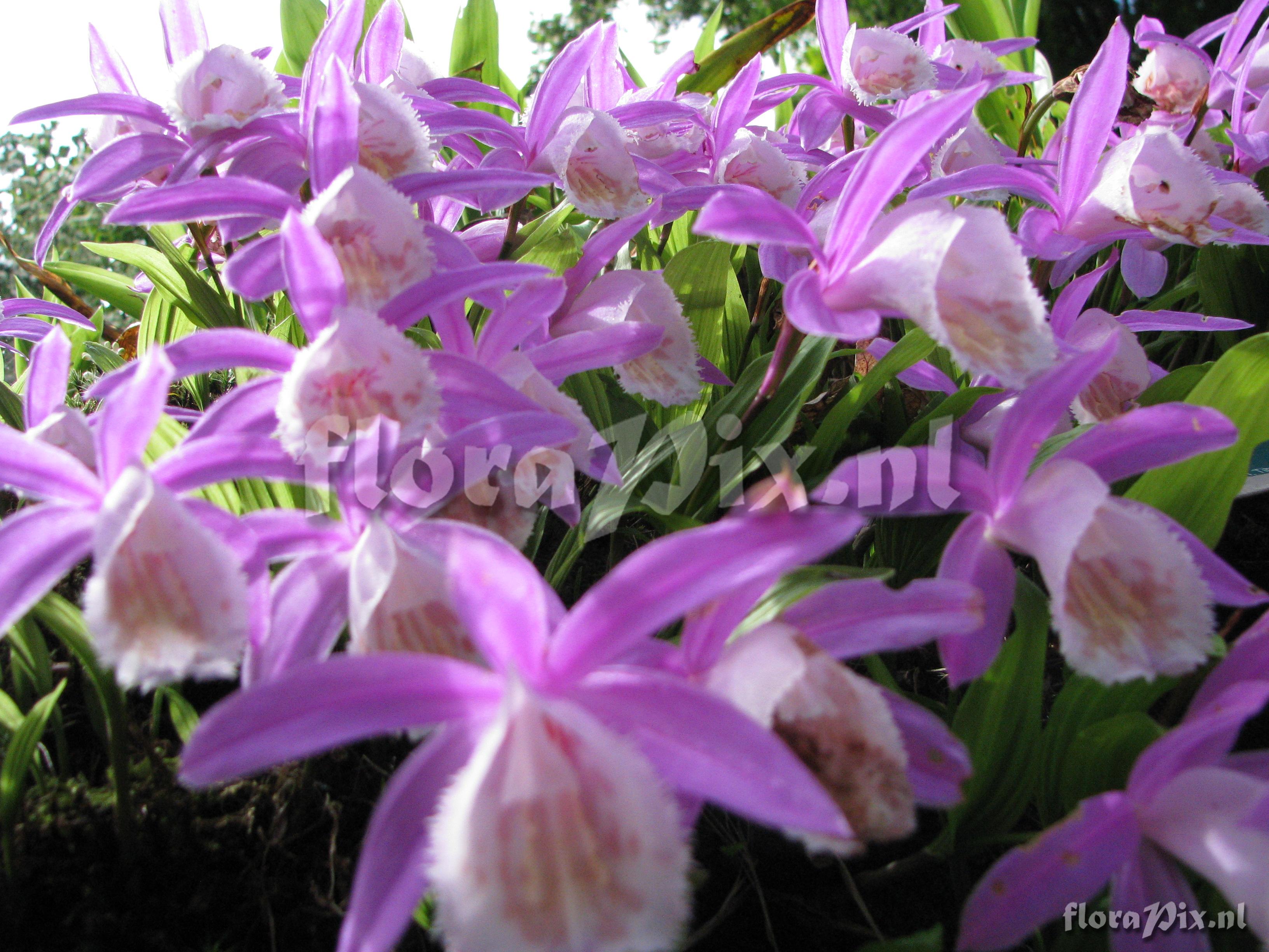 Pleione bulbocodioides