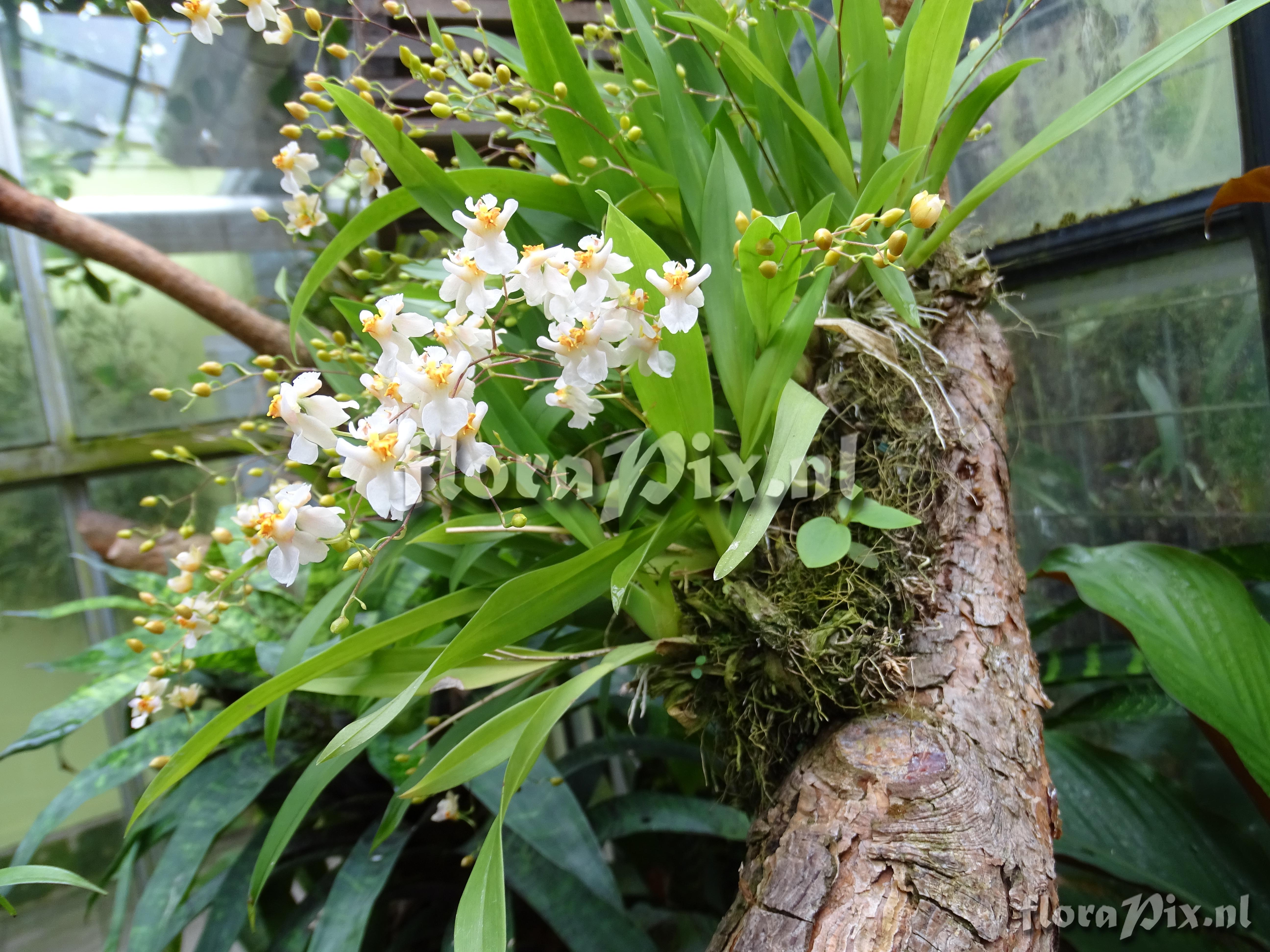 Oncidium hybr