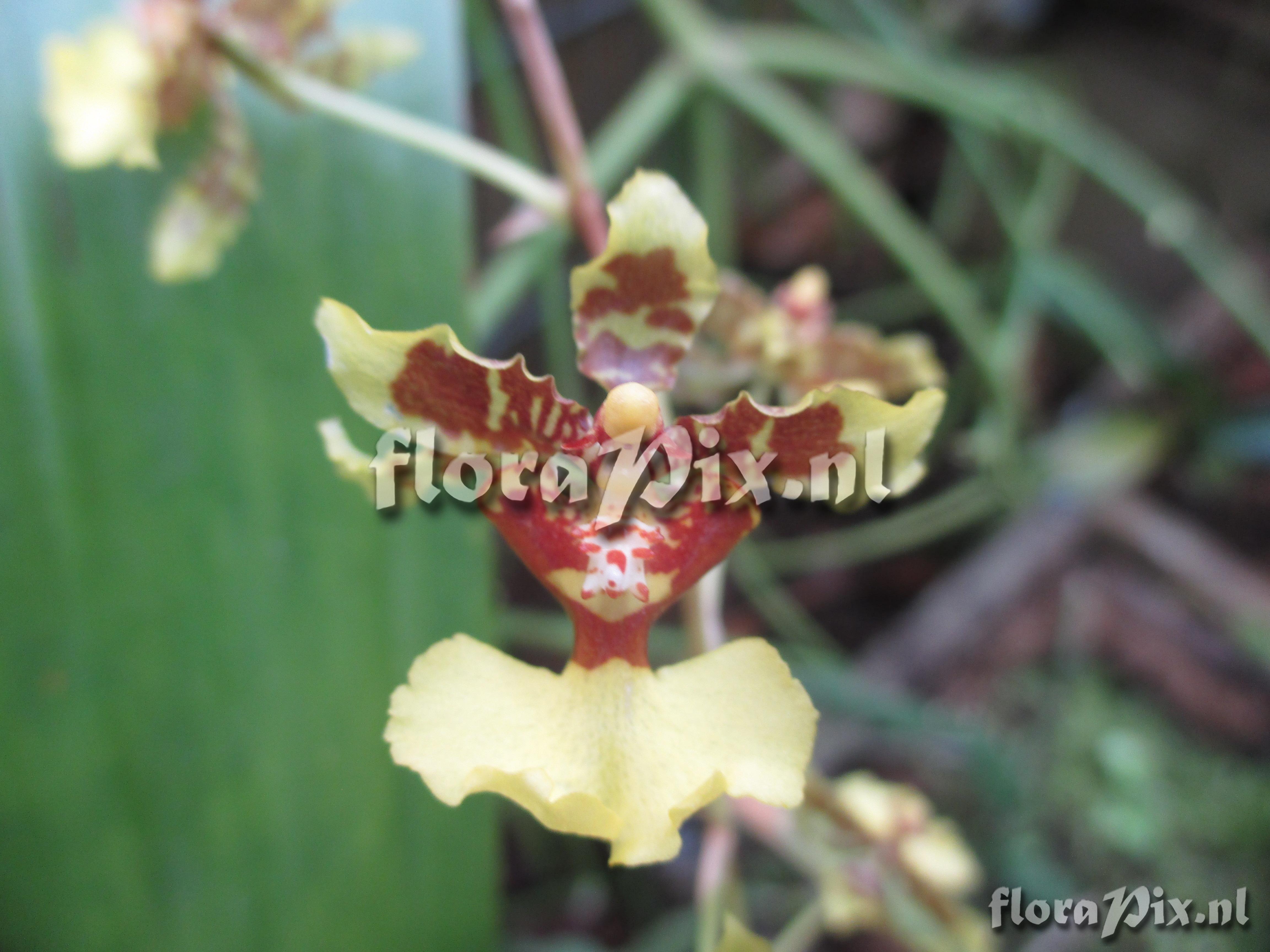 Oncidium spec I