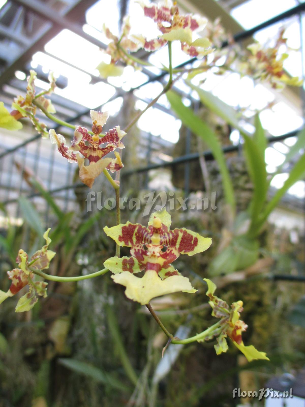 Oncidium altissimum ZW12009.JPG