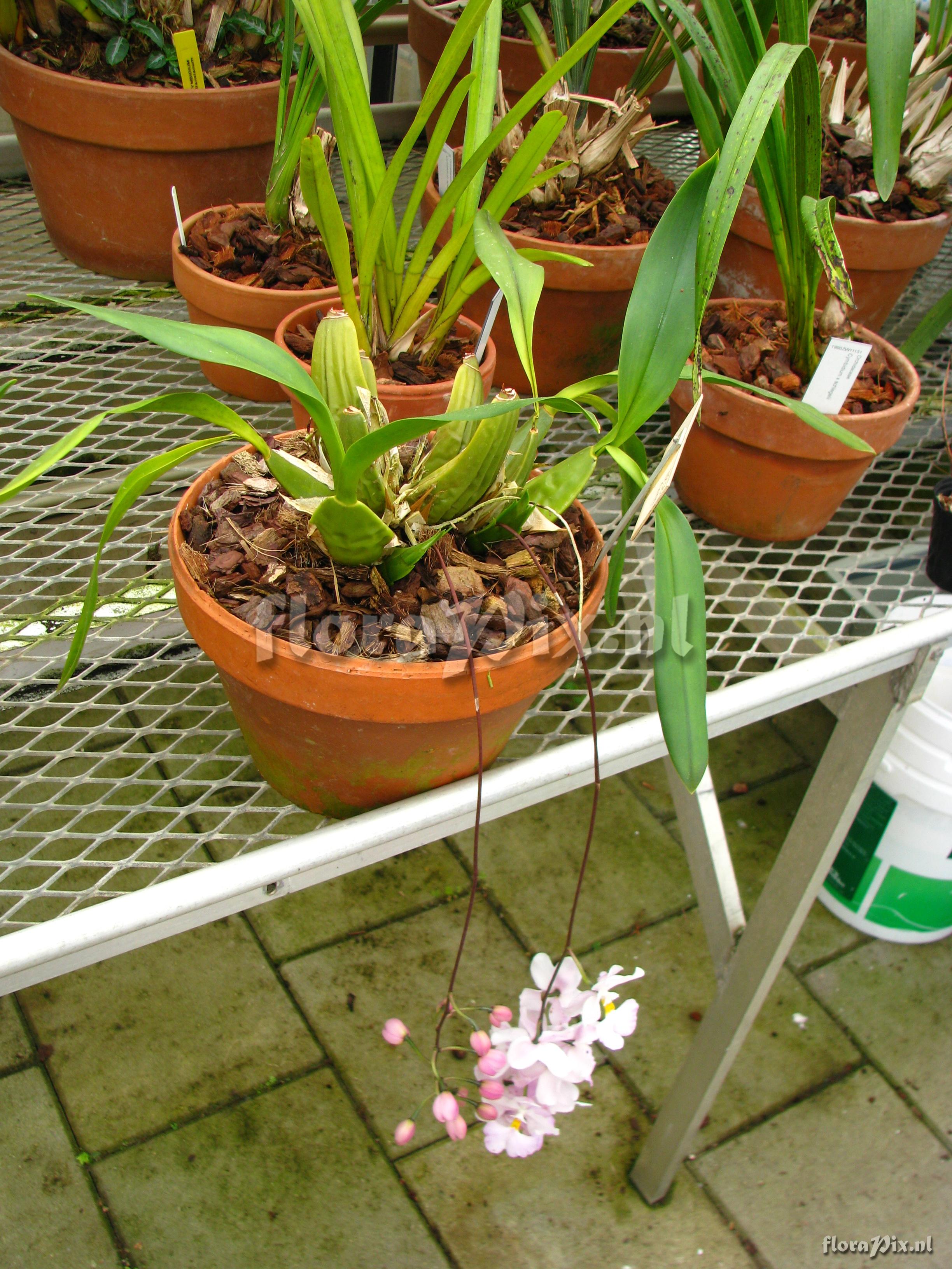 Odontoglossum pendulum