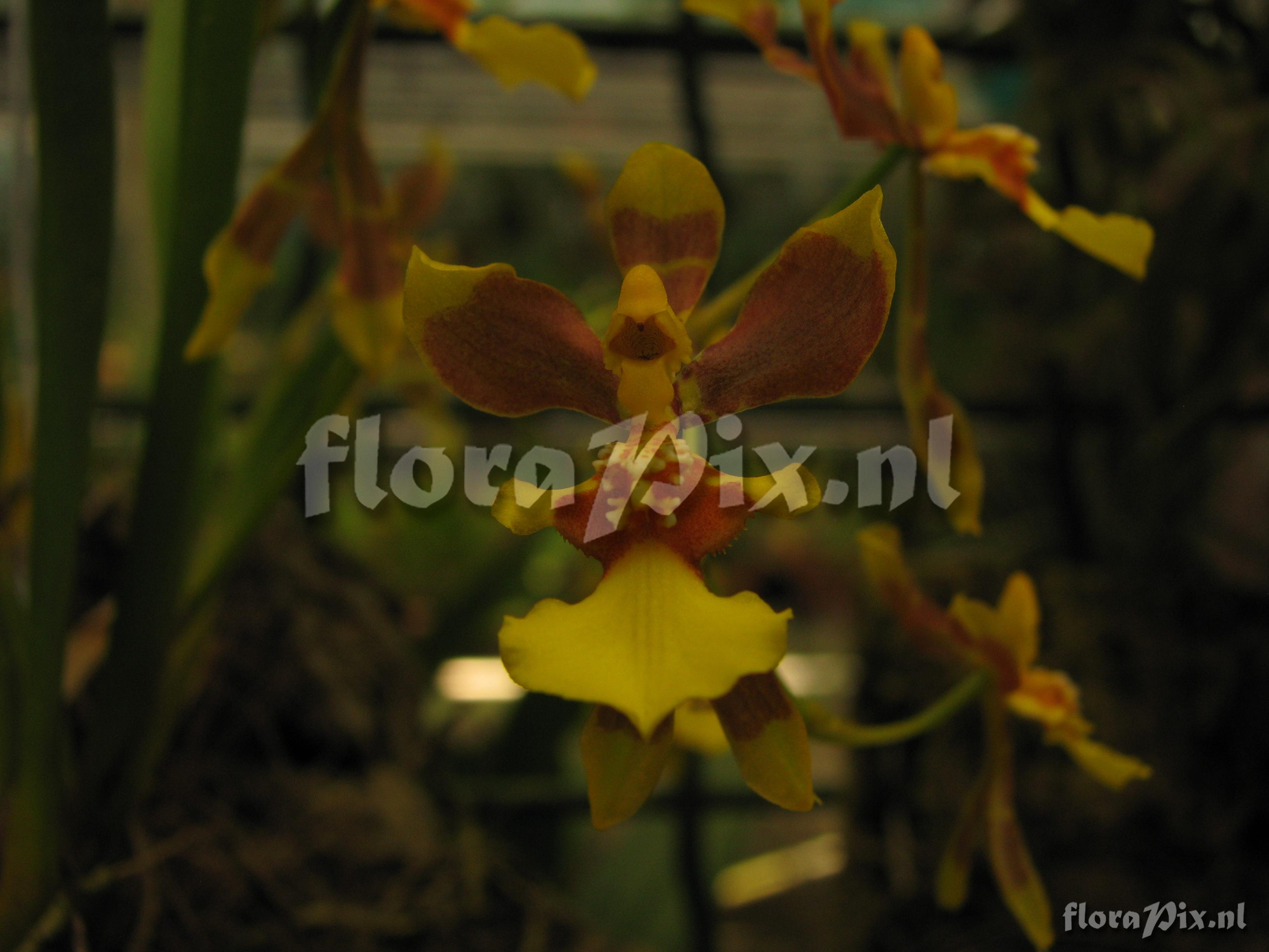 Oncidium longipes