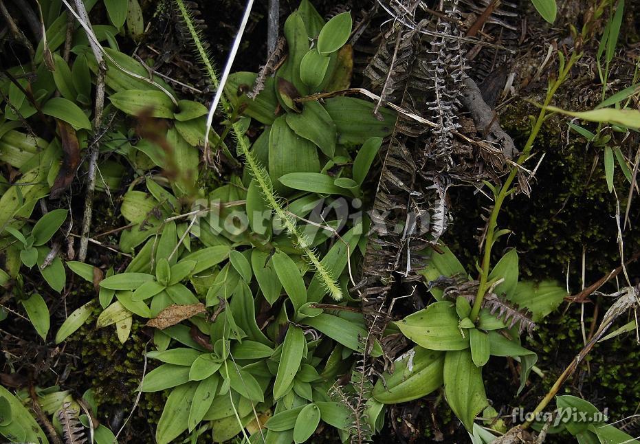 Cynorkis rosellata