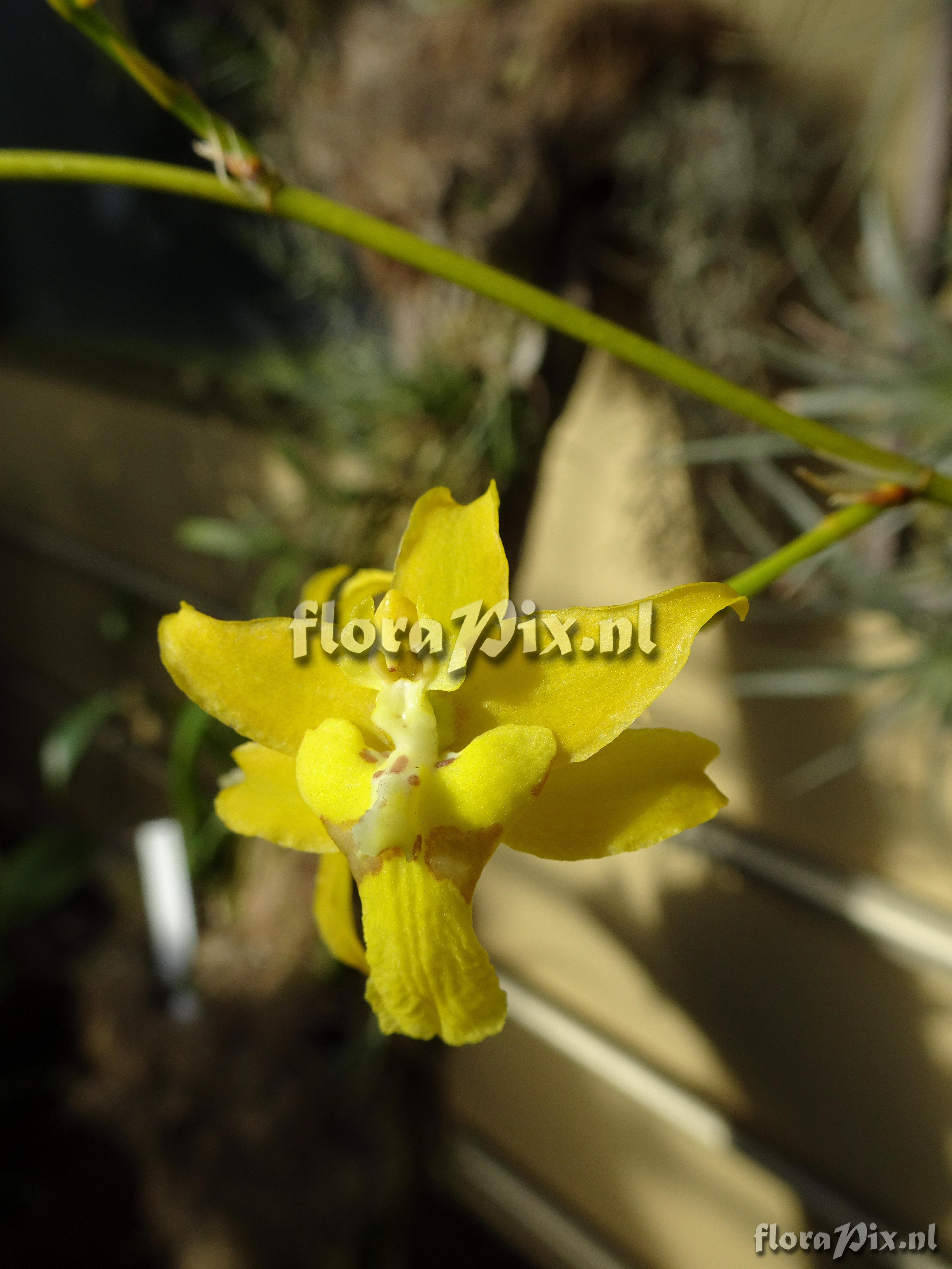 Oncidium montense