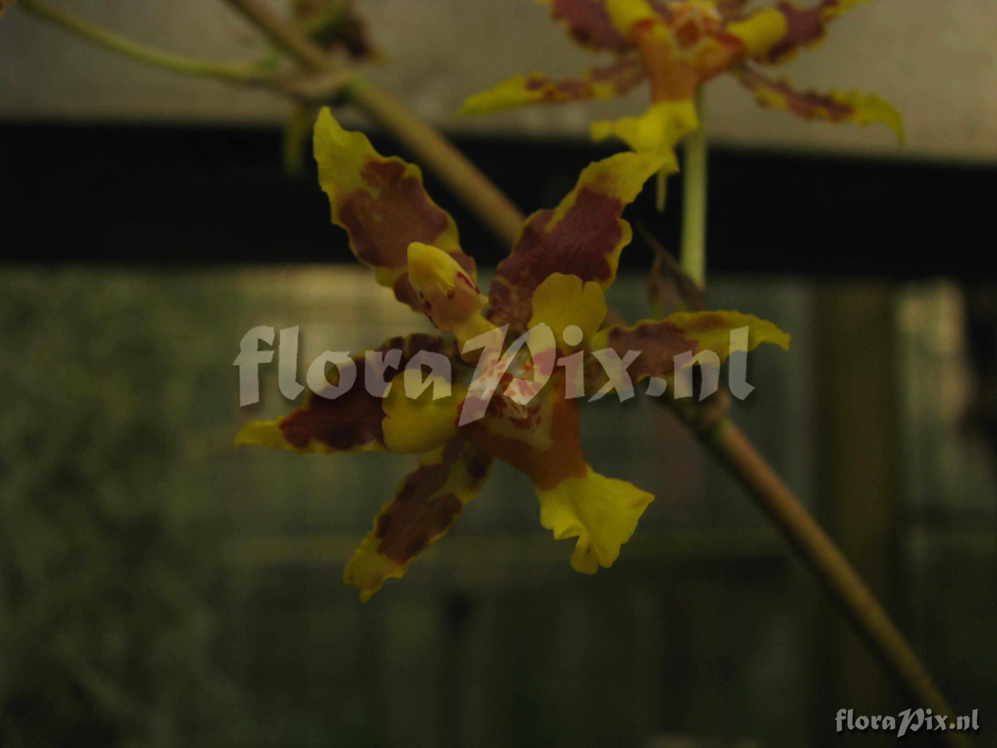 Oncidium stenotis