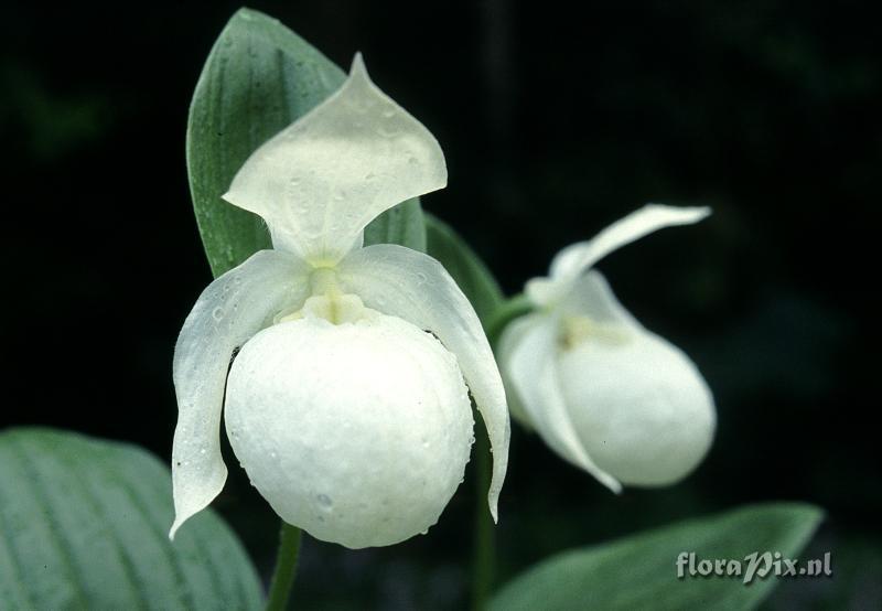 Cypripedium x ventricosum forma alba