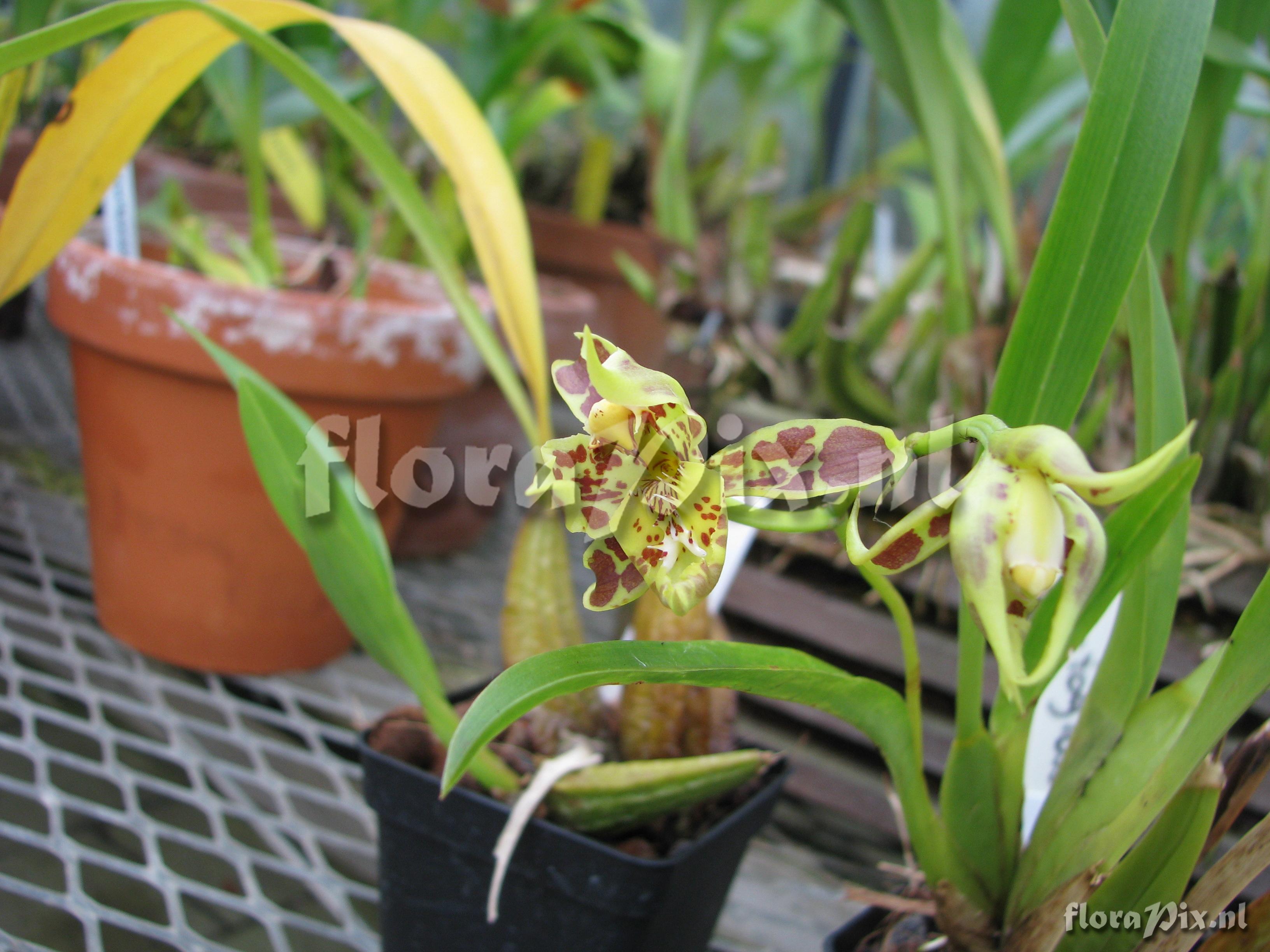 Odontoglossum liindleyanum