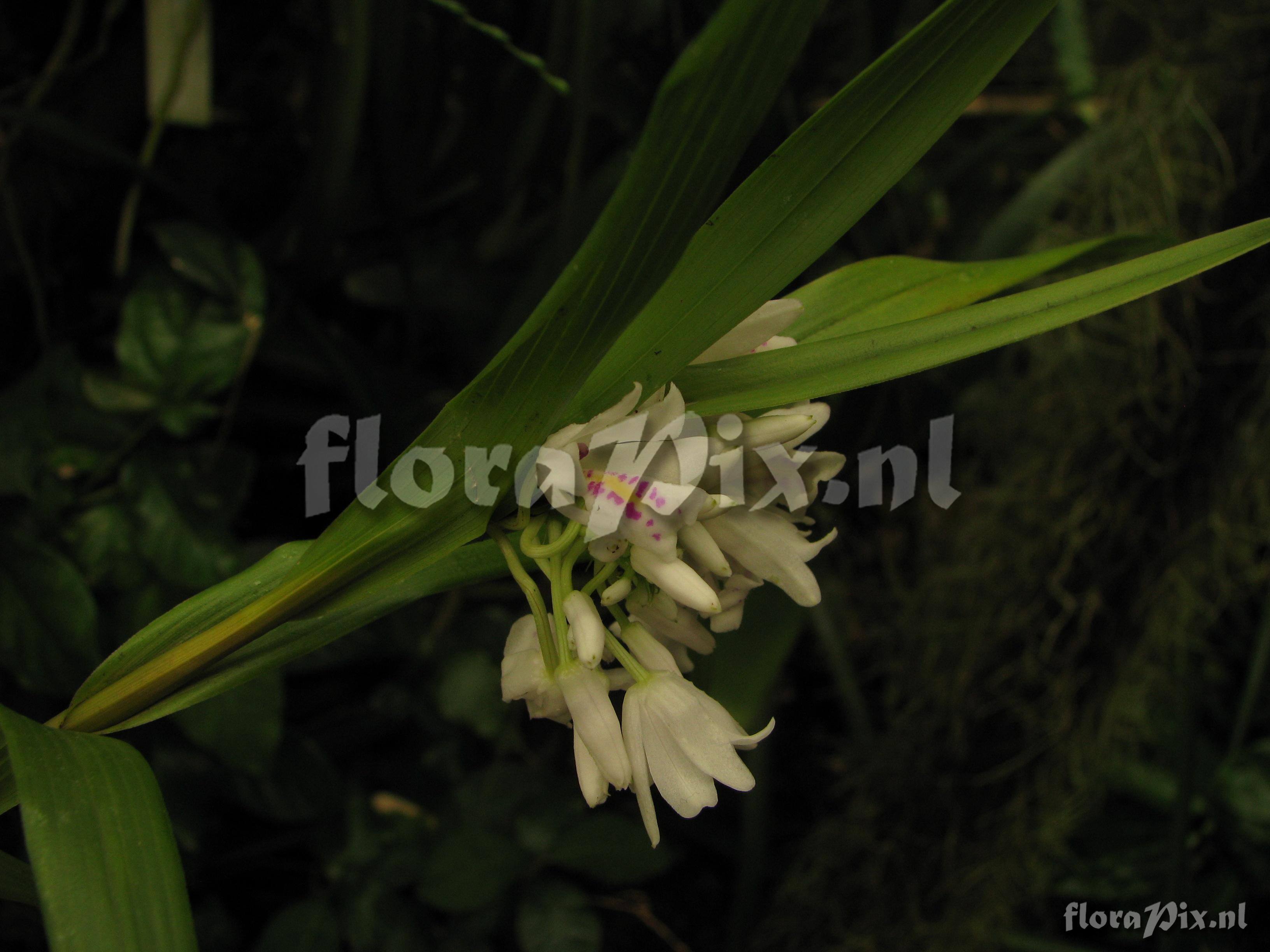 Neobenthamia gracilis 2G