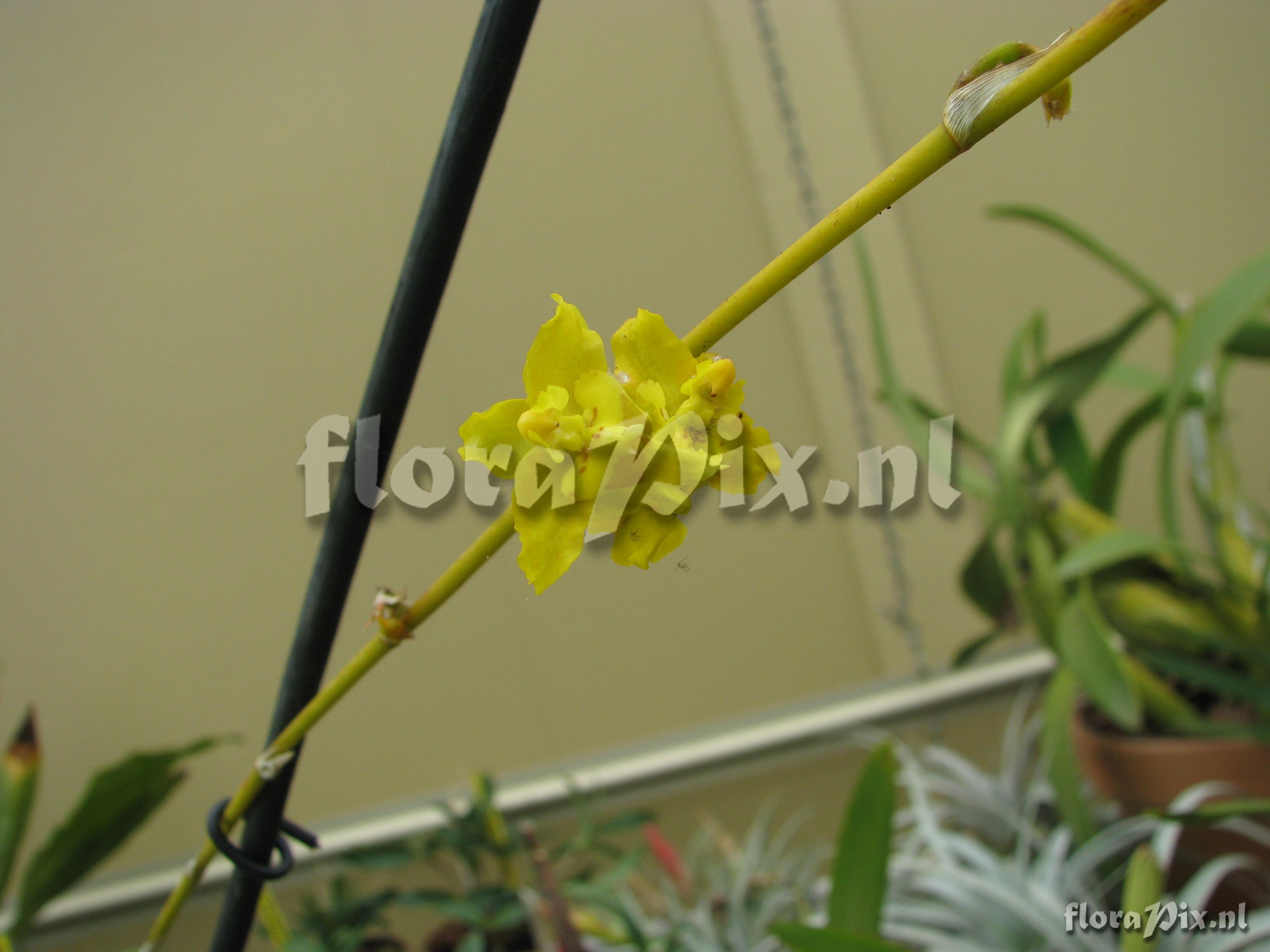 Oncidium montense