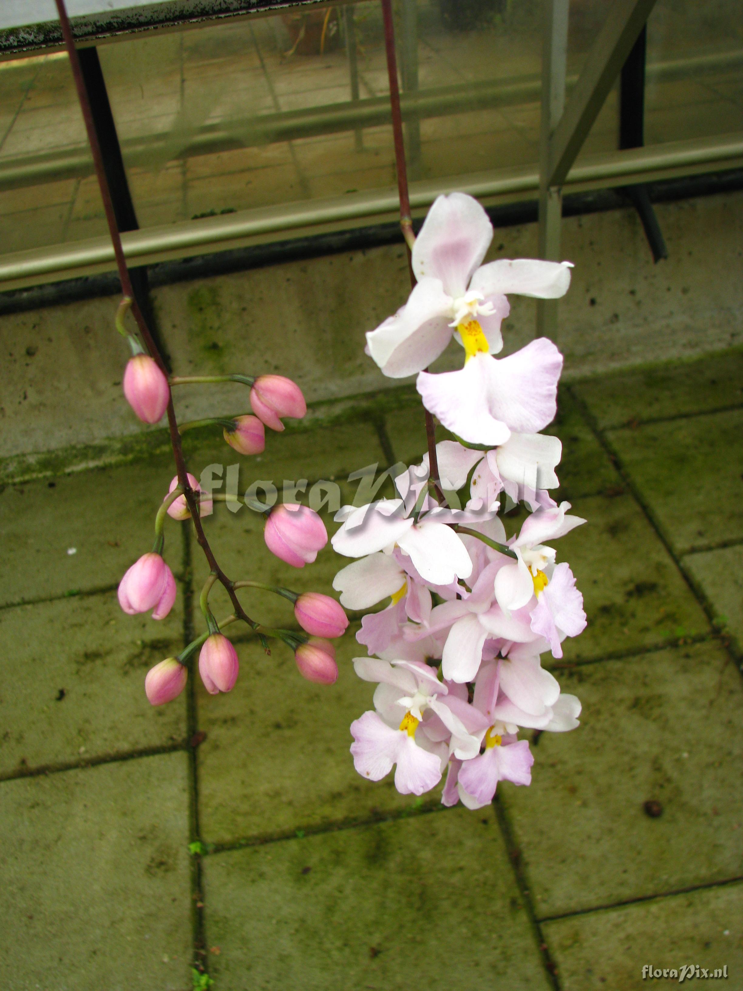 Odontoglossum pendulum