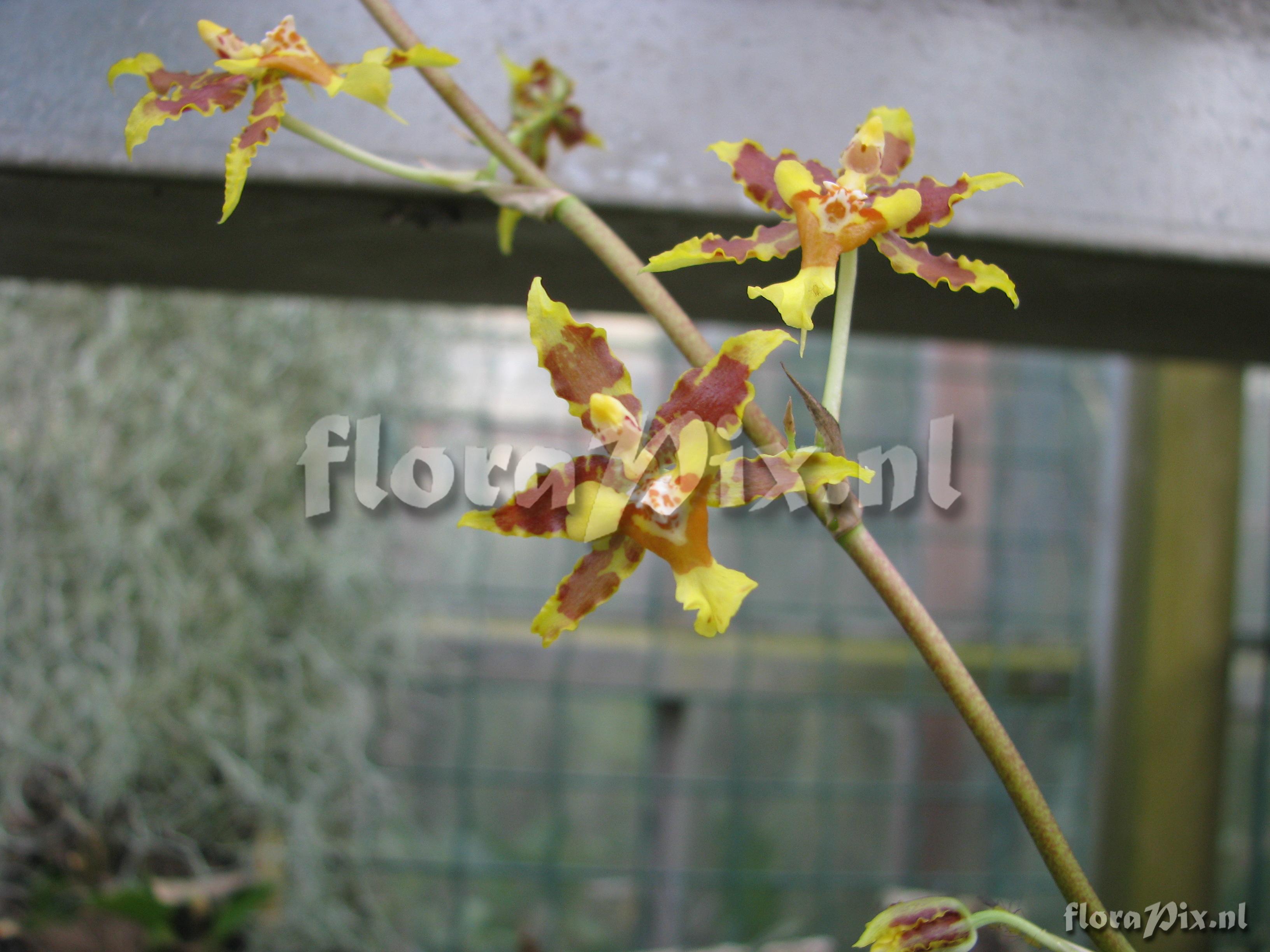 Oncidium stenotis