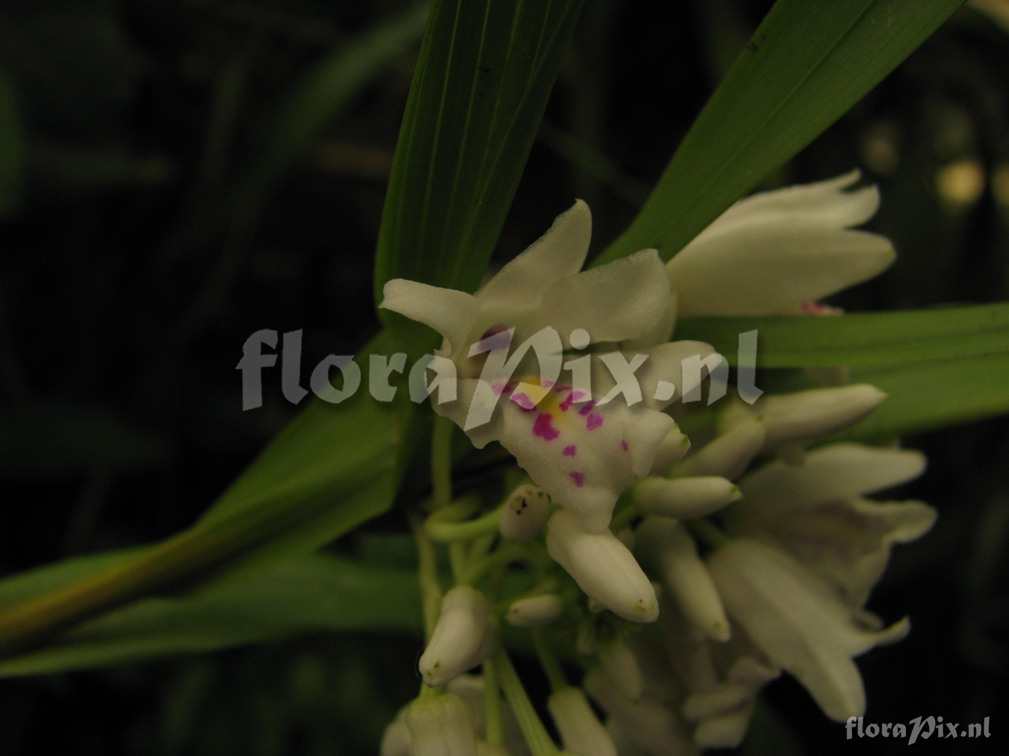 Neobenthamia gracilis 2G