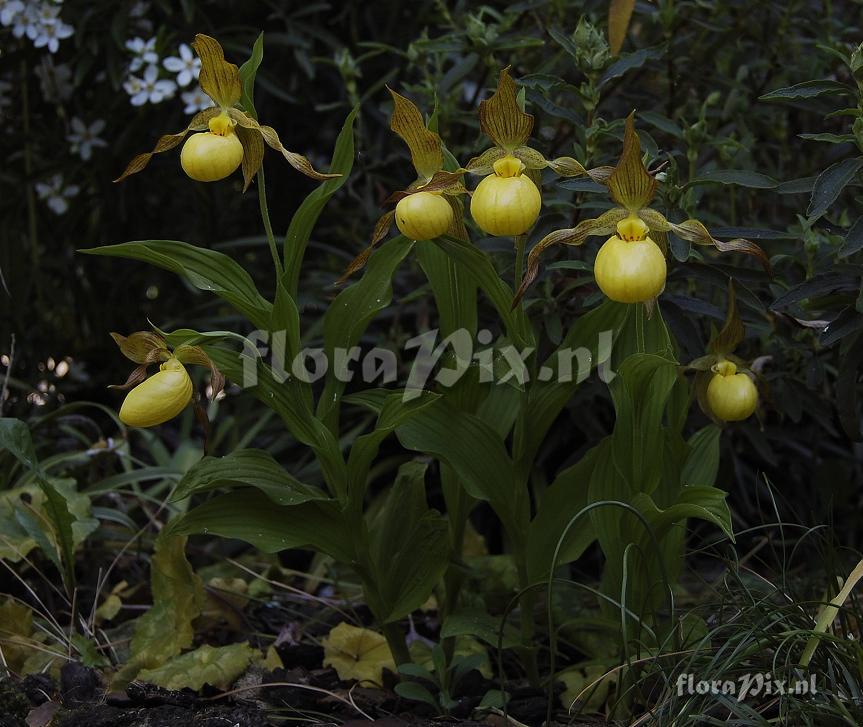 Cypripedium pubescens