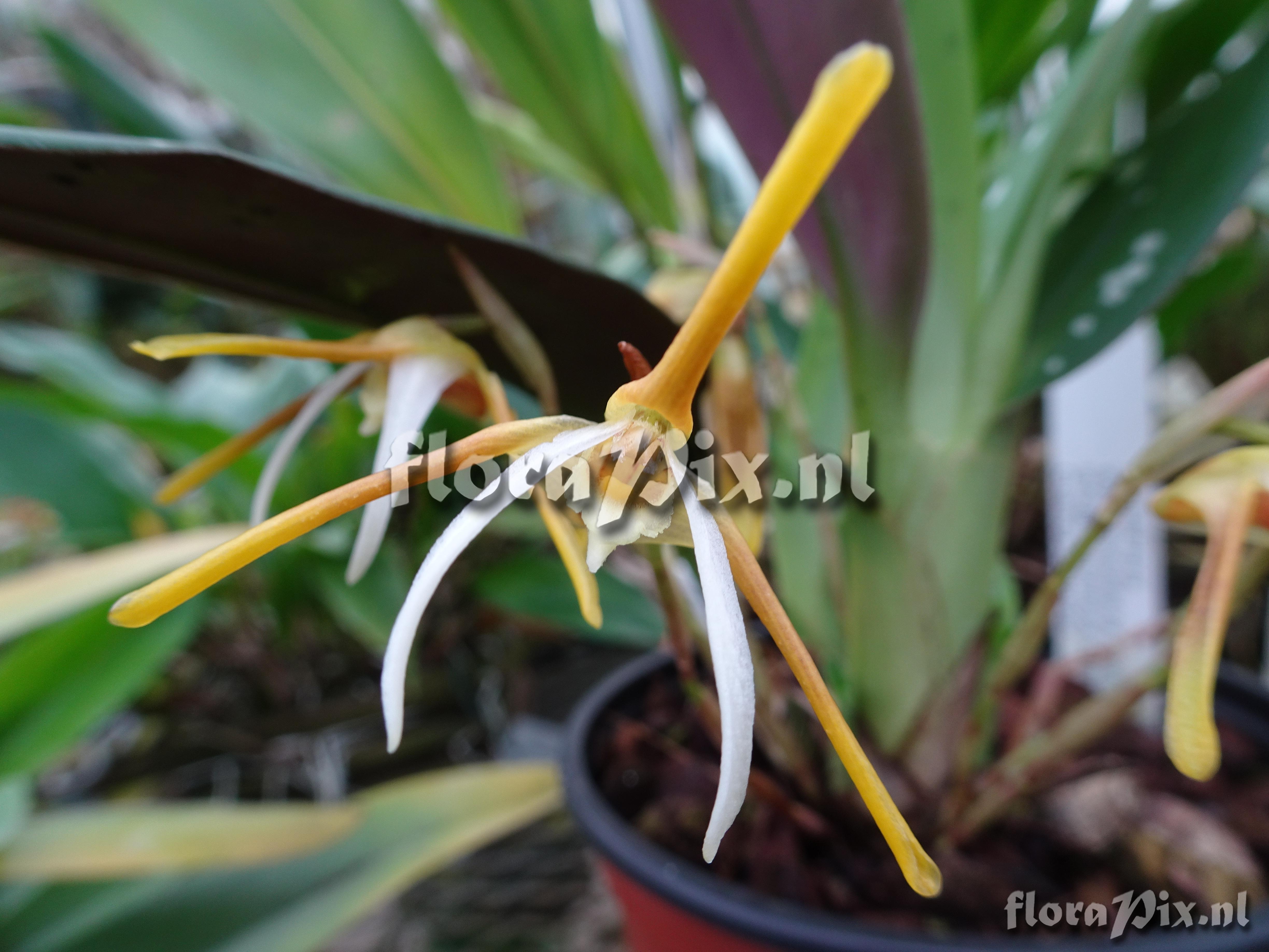 Maxillaria reichenheimiana