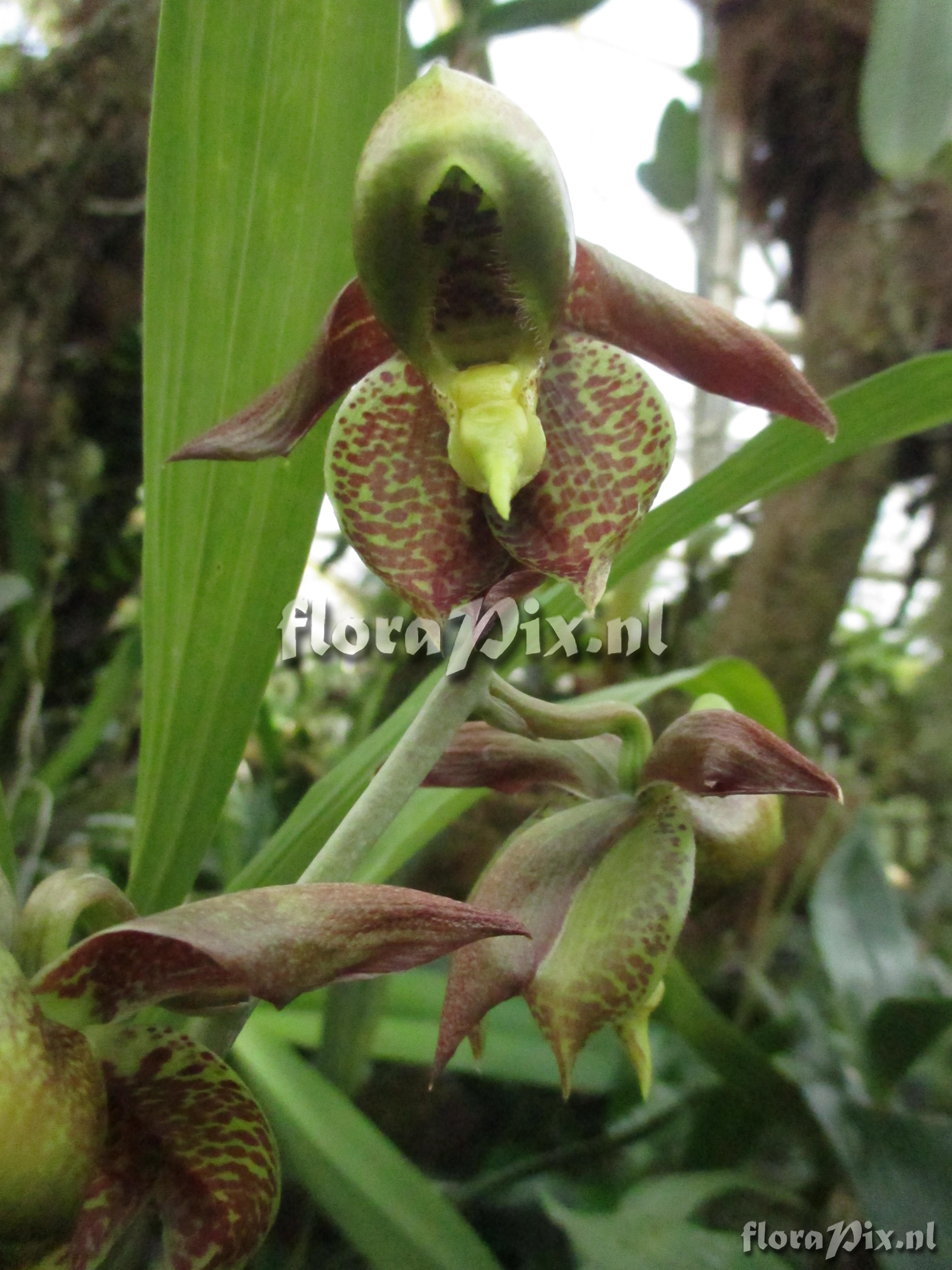 Catasetum maculatum