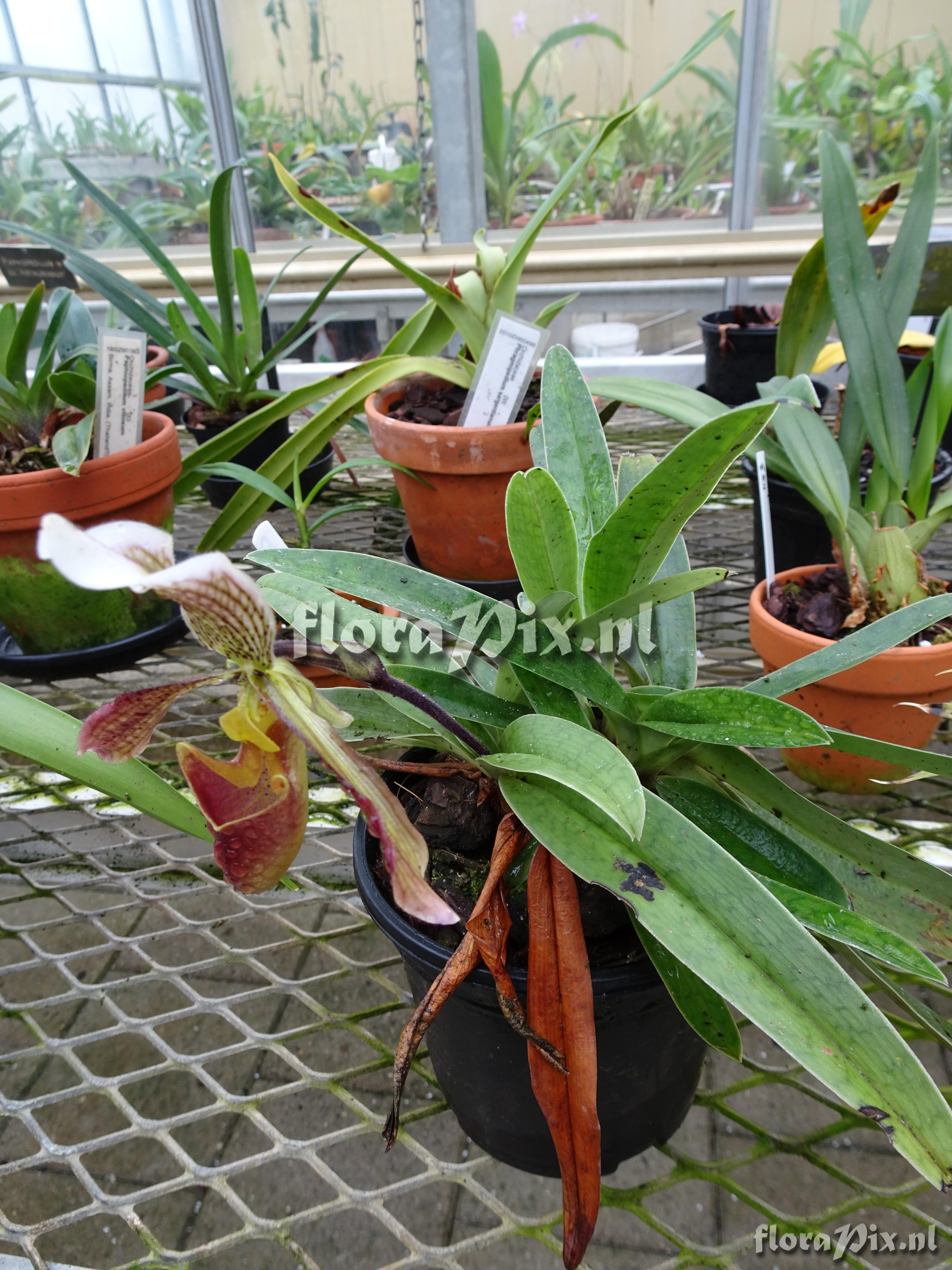 Paphiopedilum 