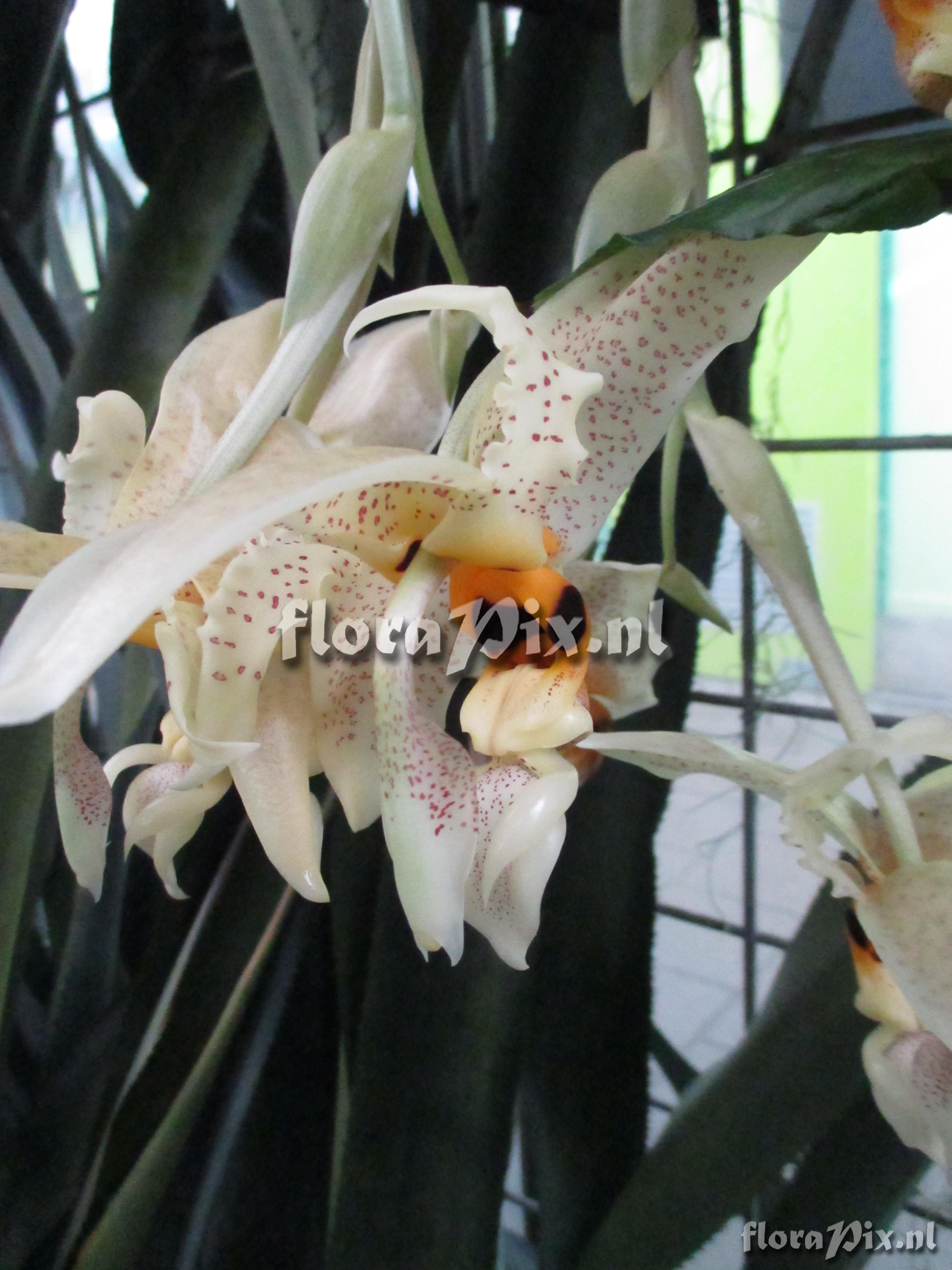 Stanhopea spec.