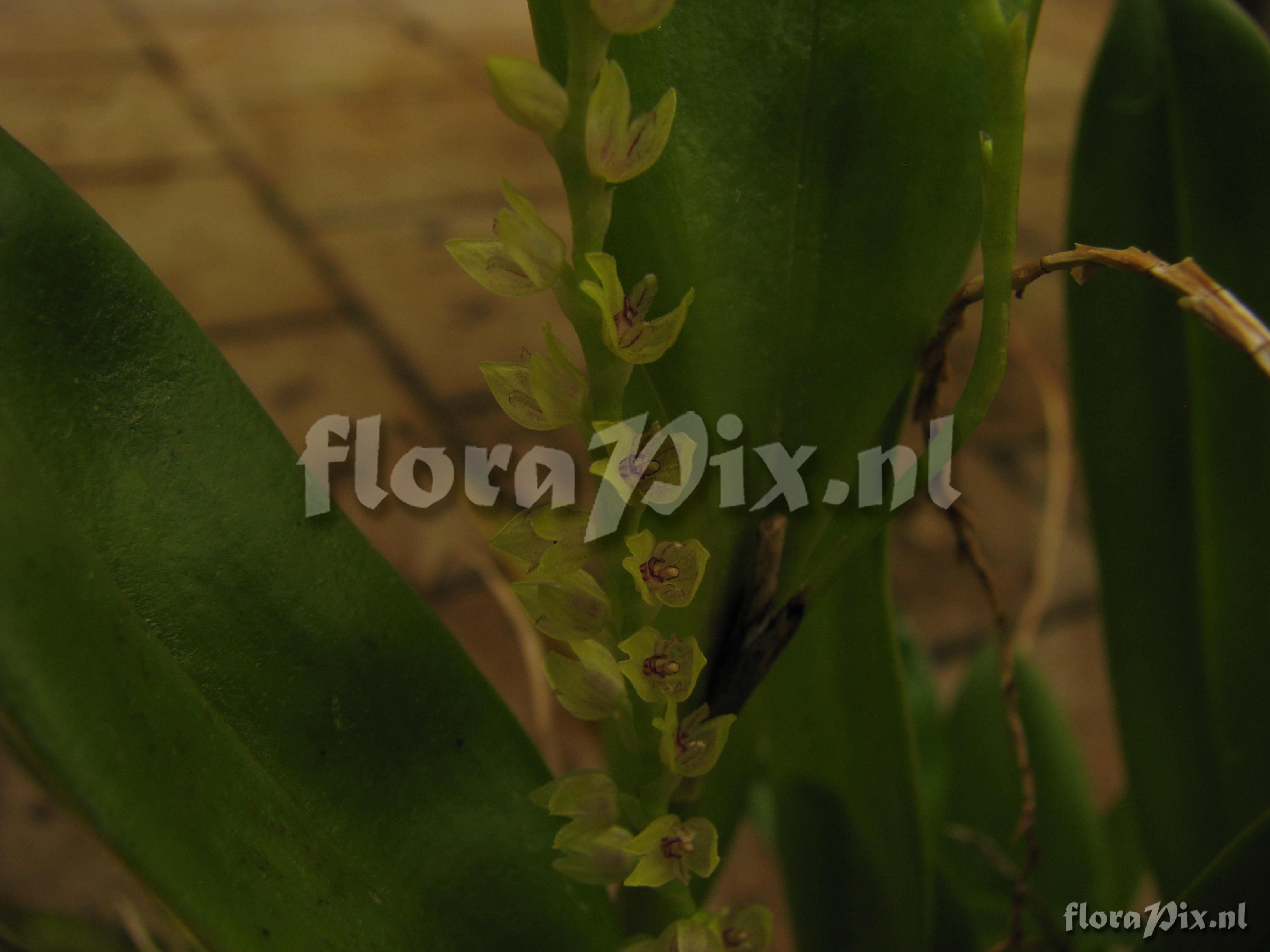 Pleurothallis rhodosticta 11002