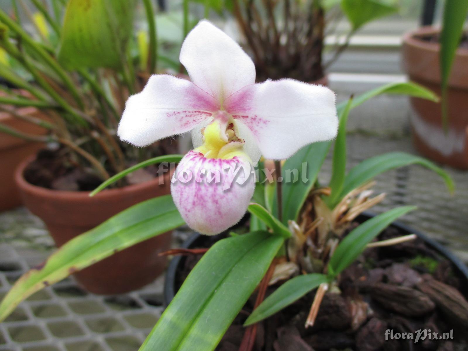 Phragmipedium andreettae