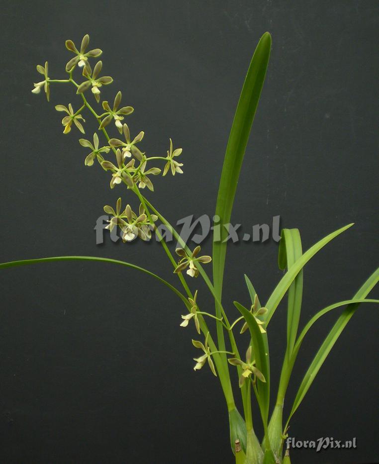 Encyclia diurna