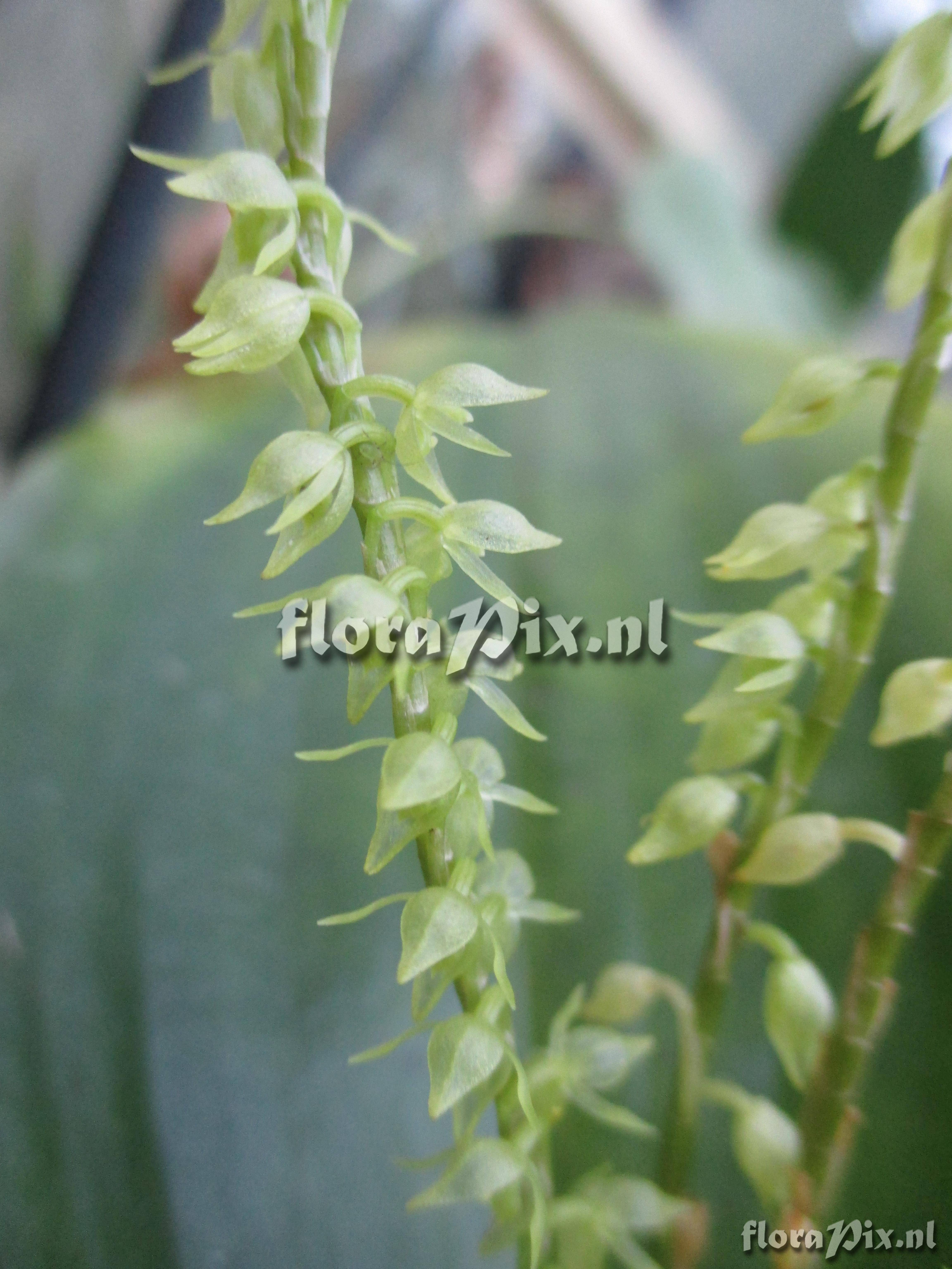 Pleurothallis longiracemosa-xalithocholora