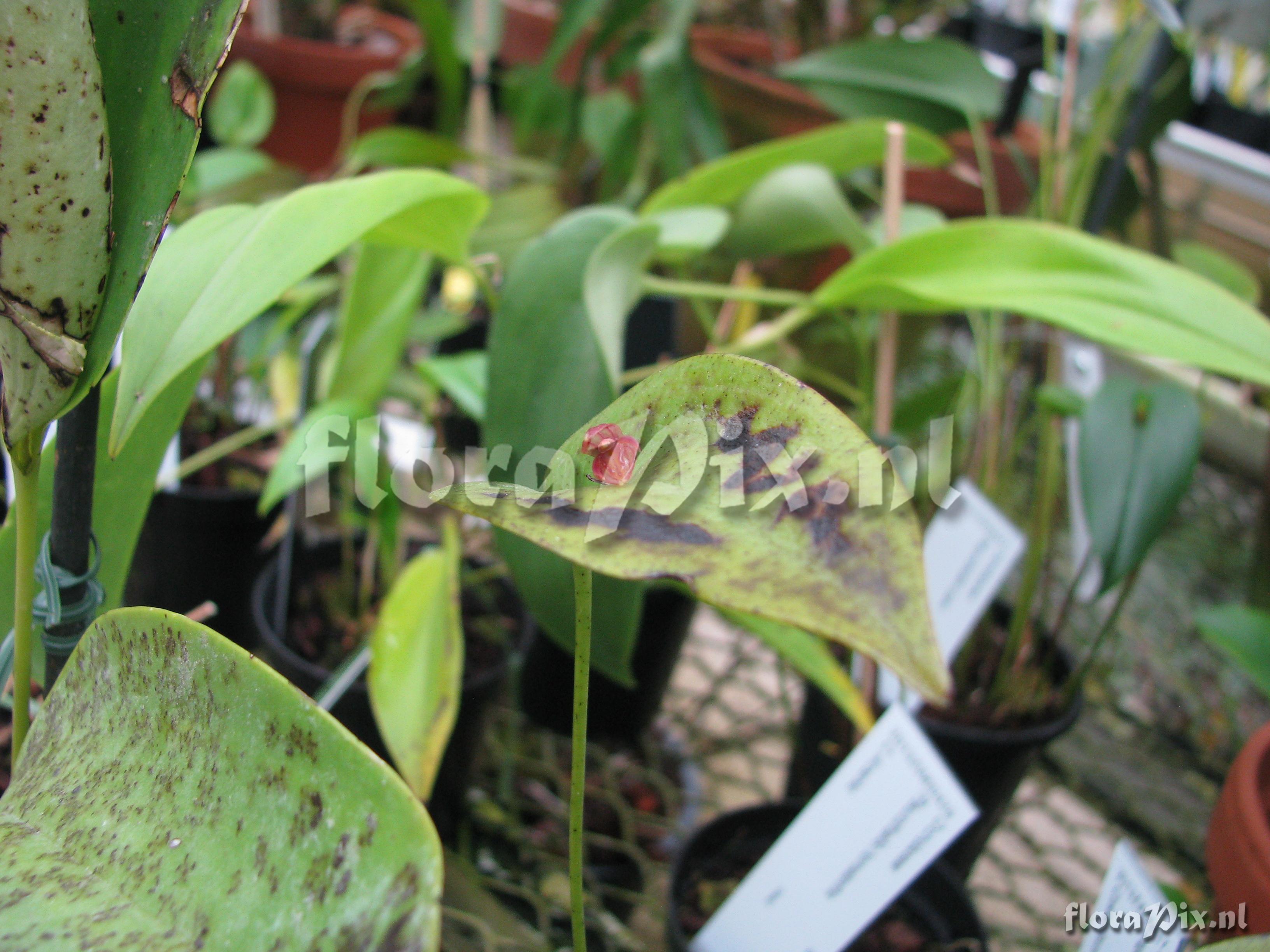 Pleurothallis cordiathalis