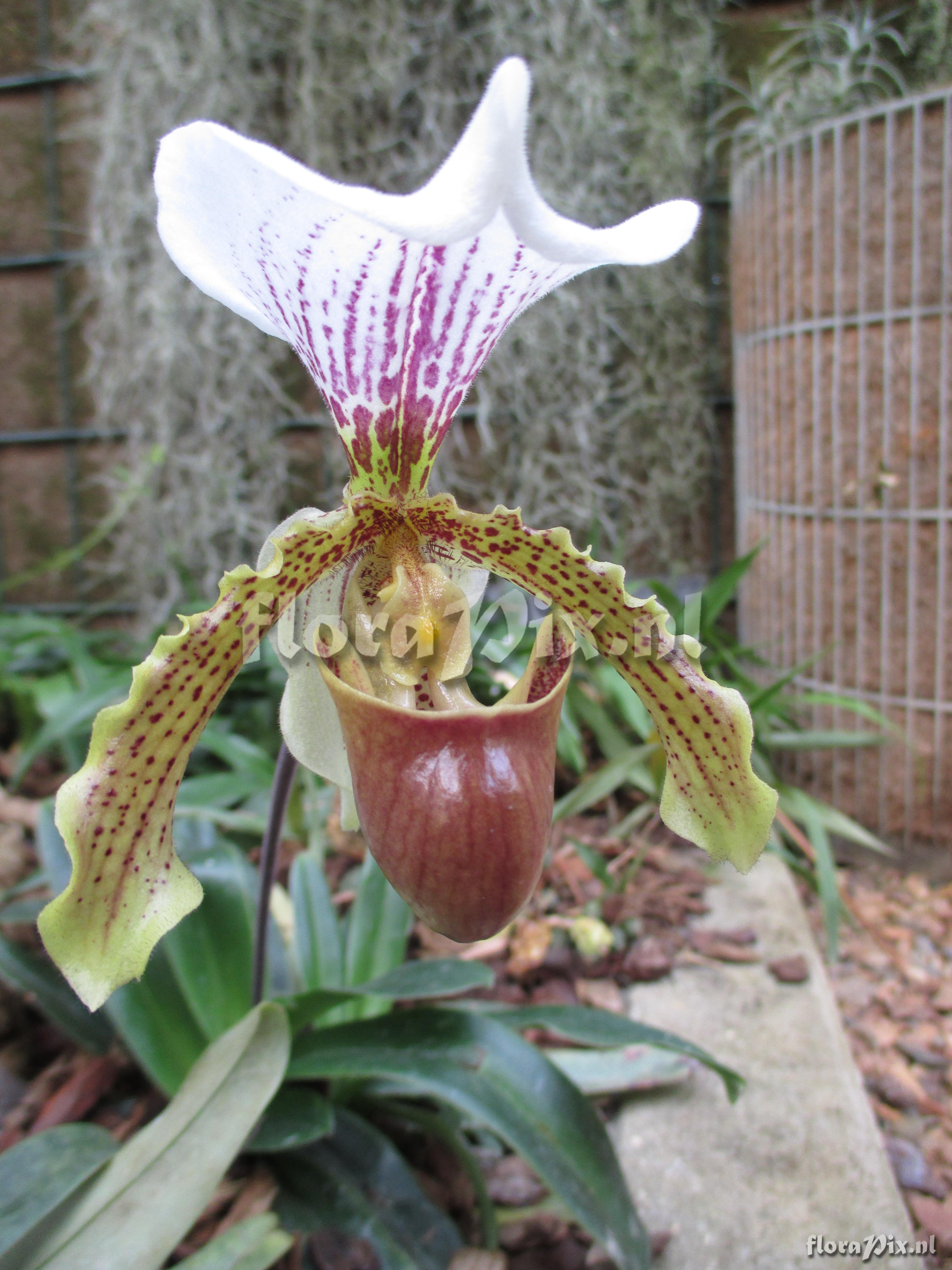 Paphiopedilum insigne