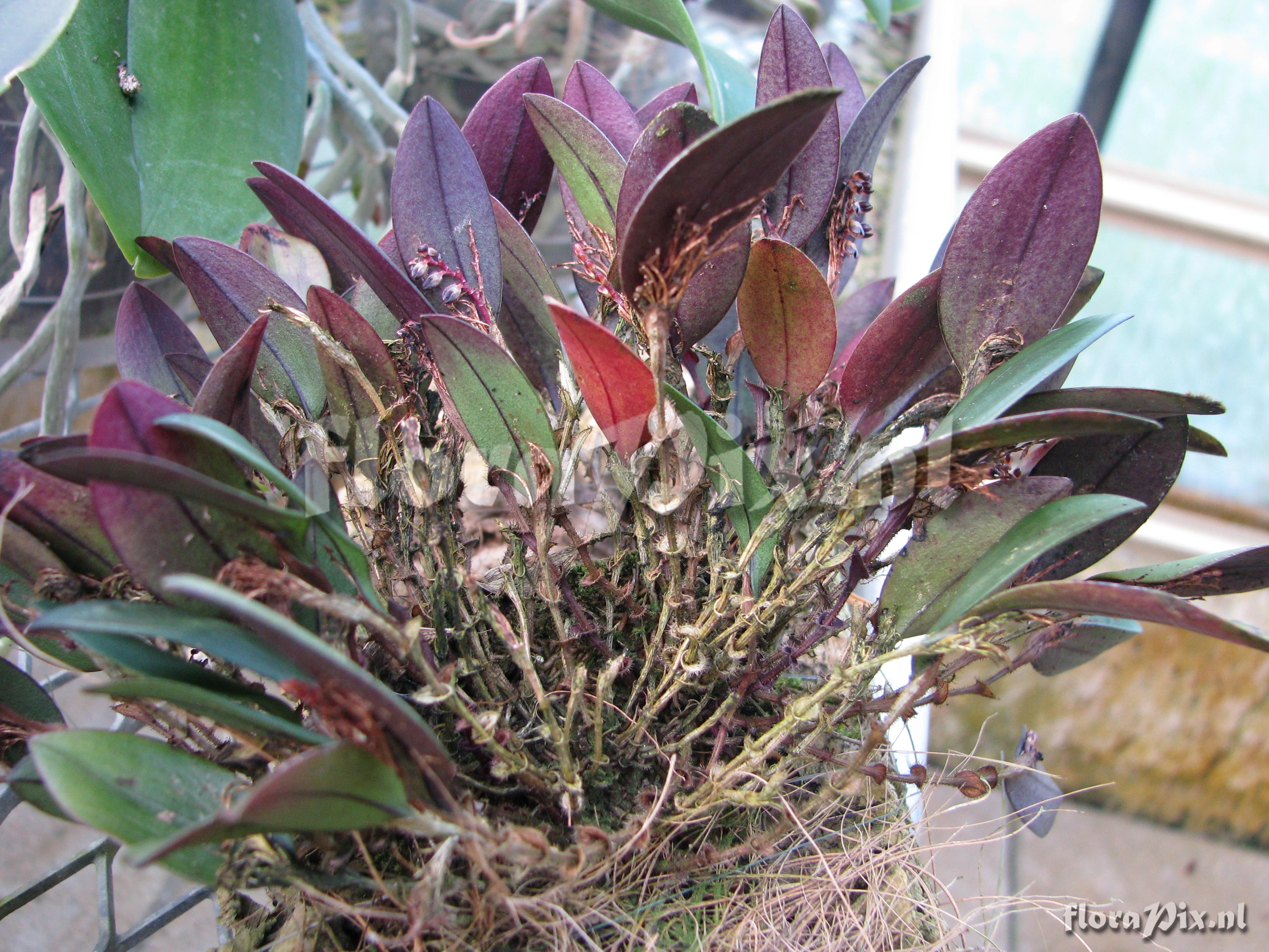 Pleurothallis ciliaris