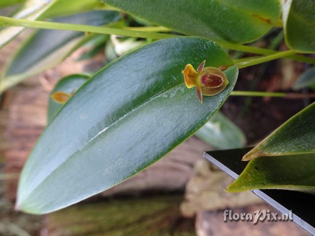 Pleurothallis chilingote