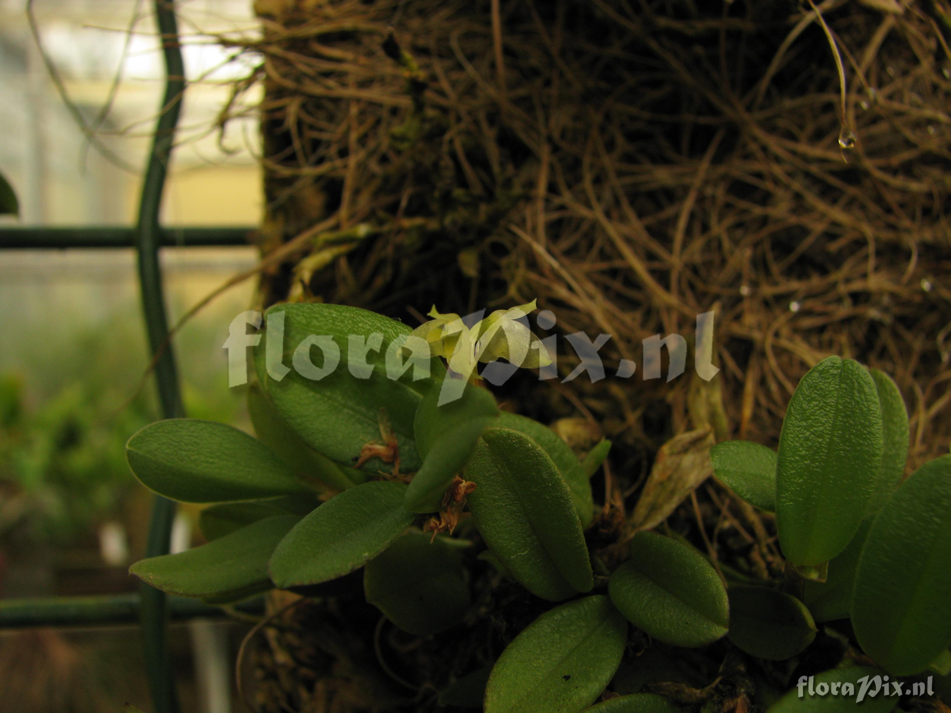 Pleurothallis spec.