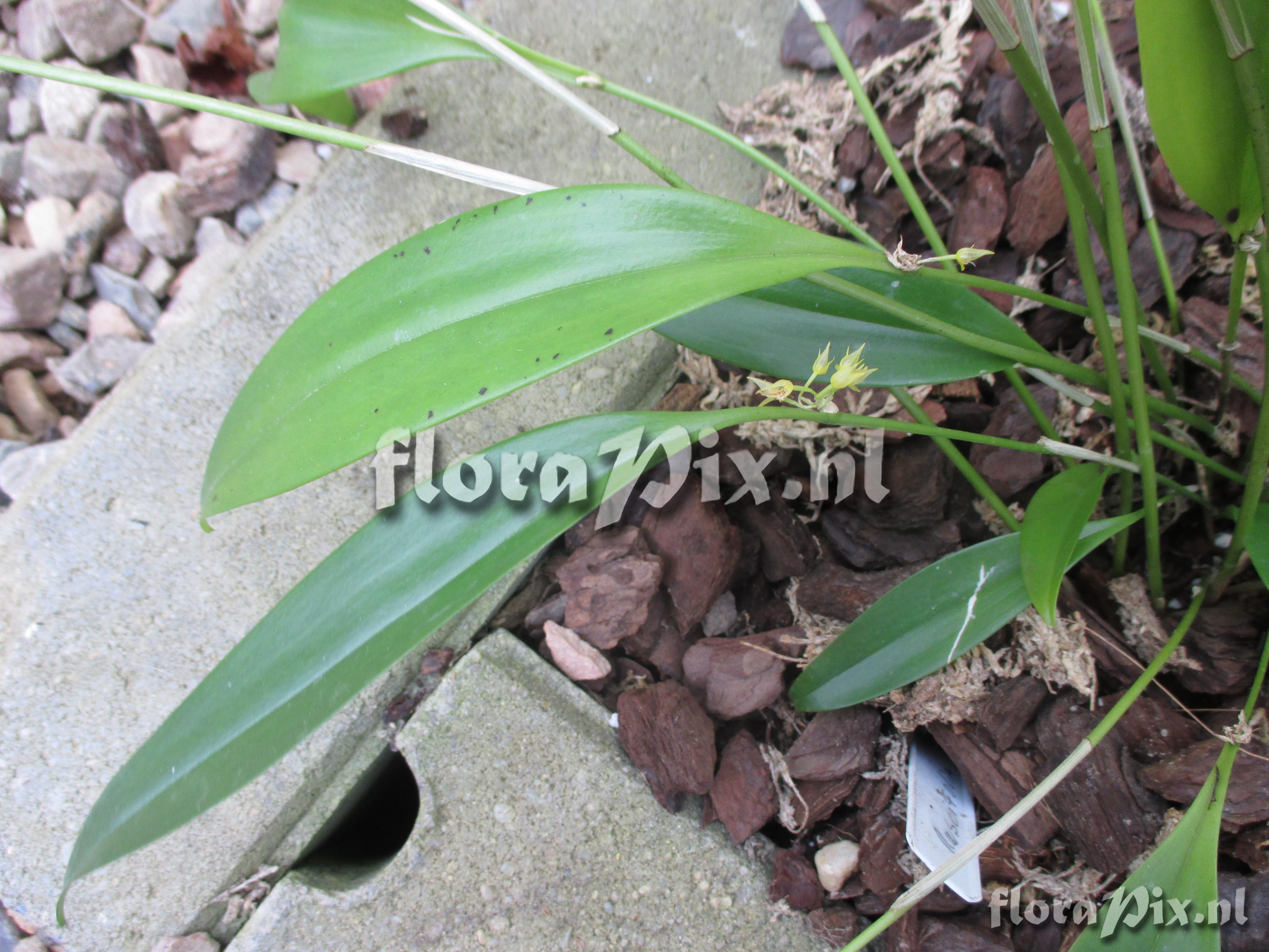 Pleurothallis ruscifolia