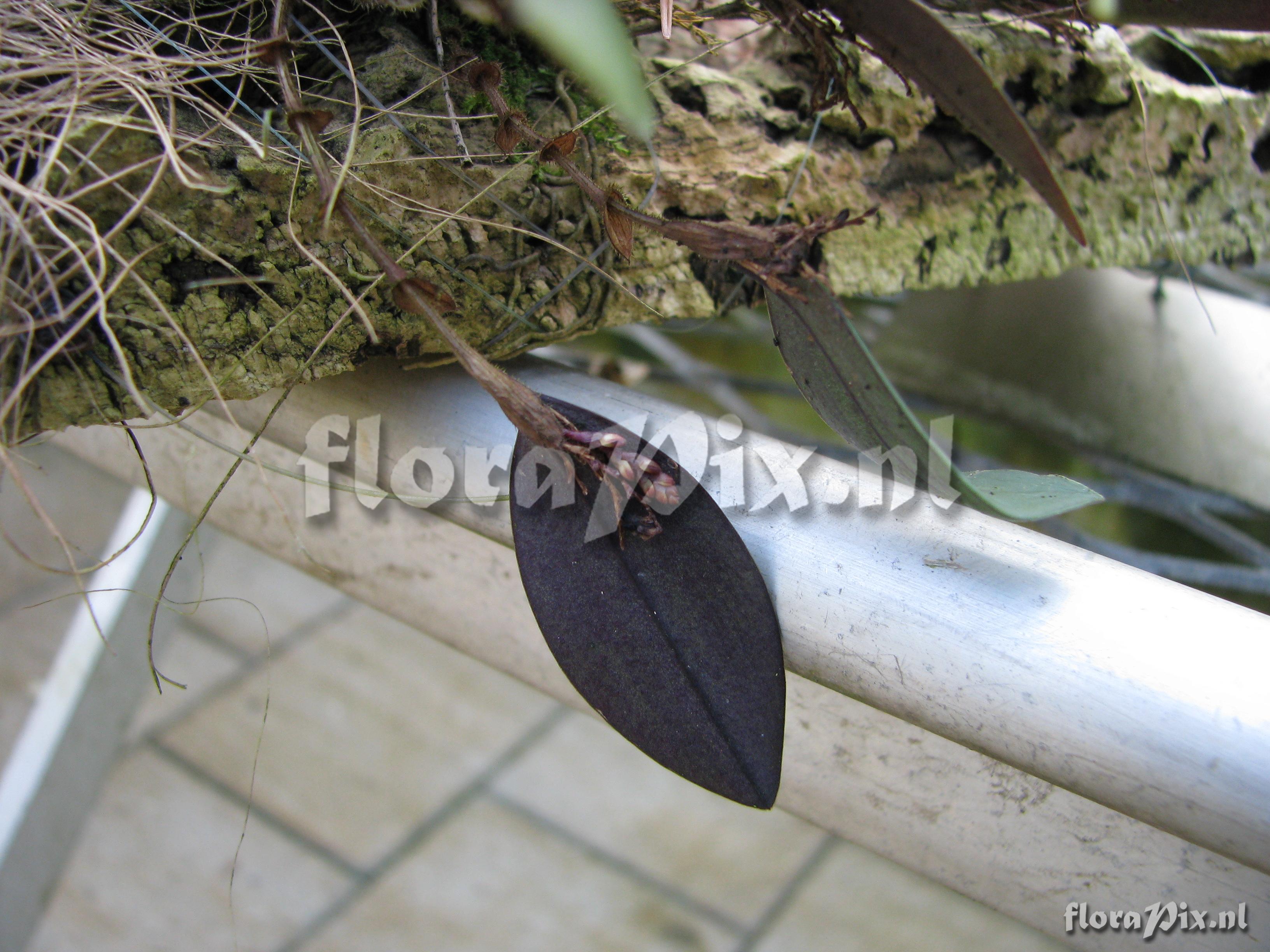 Pleurothallis ciliaris