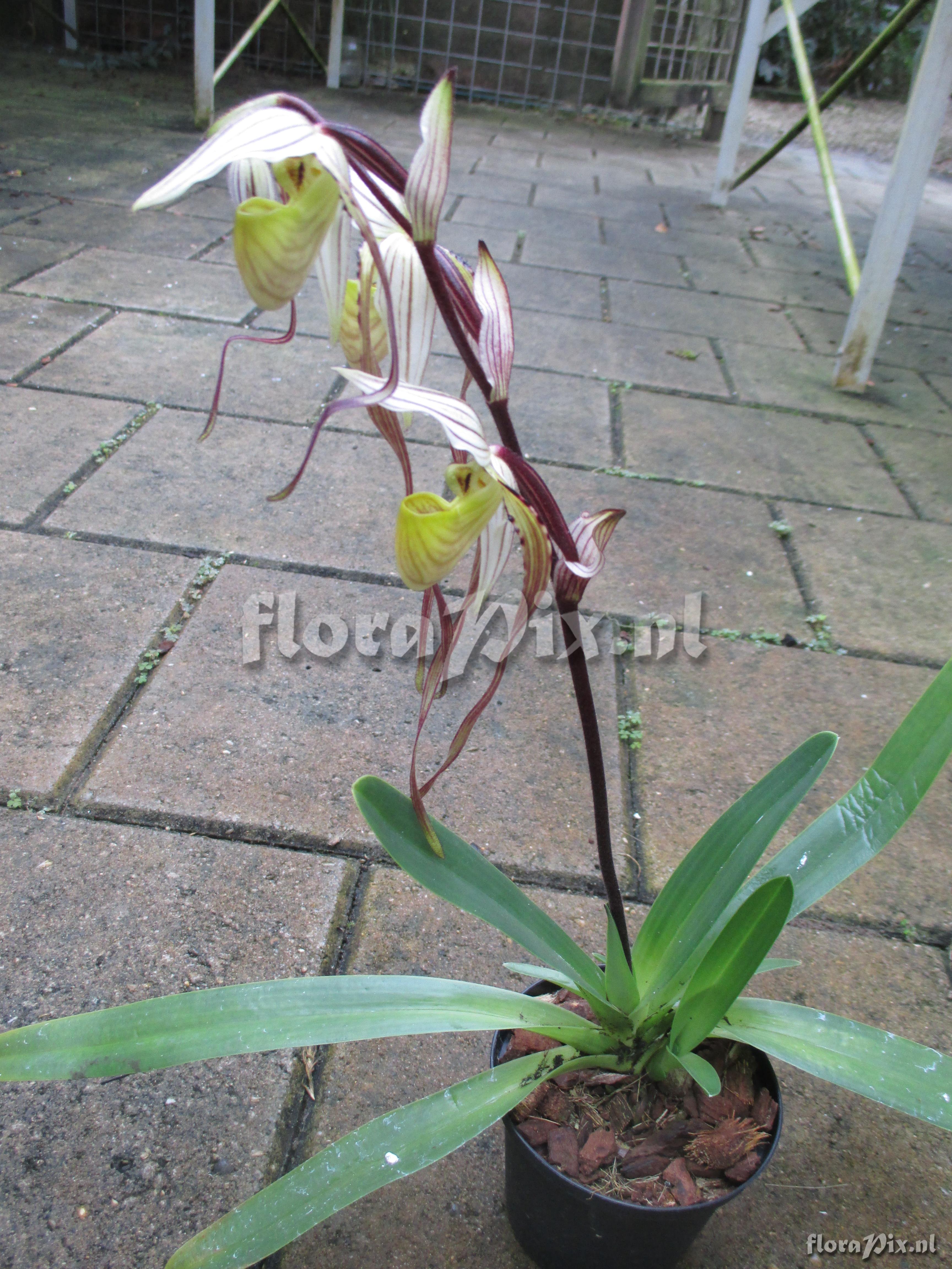 Paphiopedilum philippinense