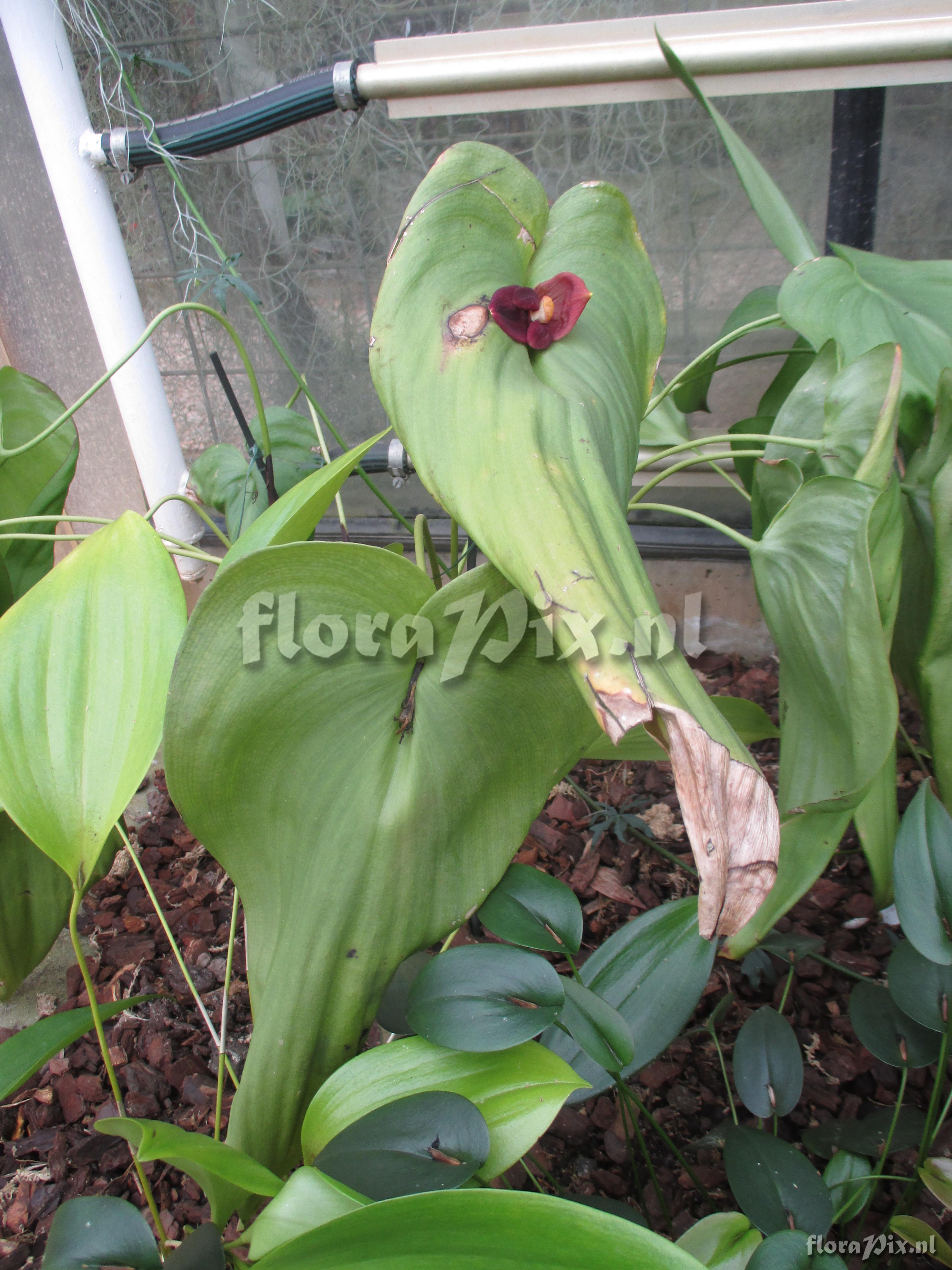 Pleurothallis gargantua