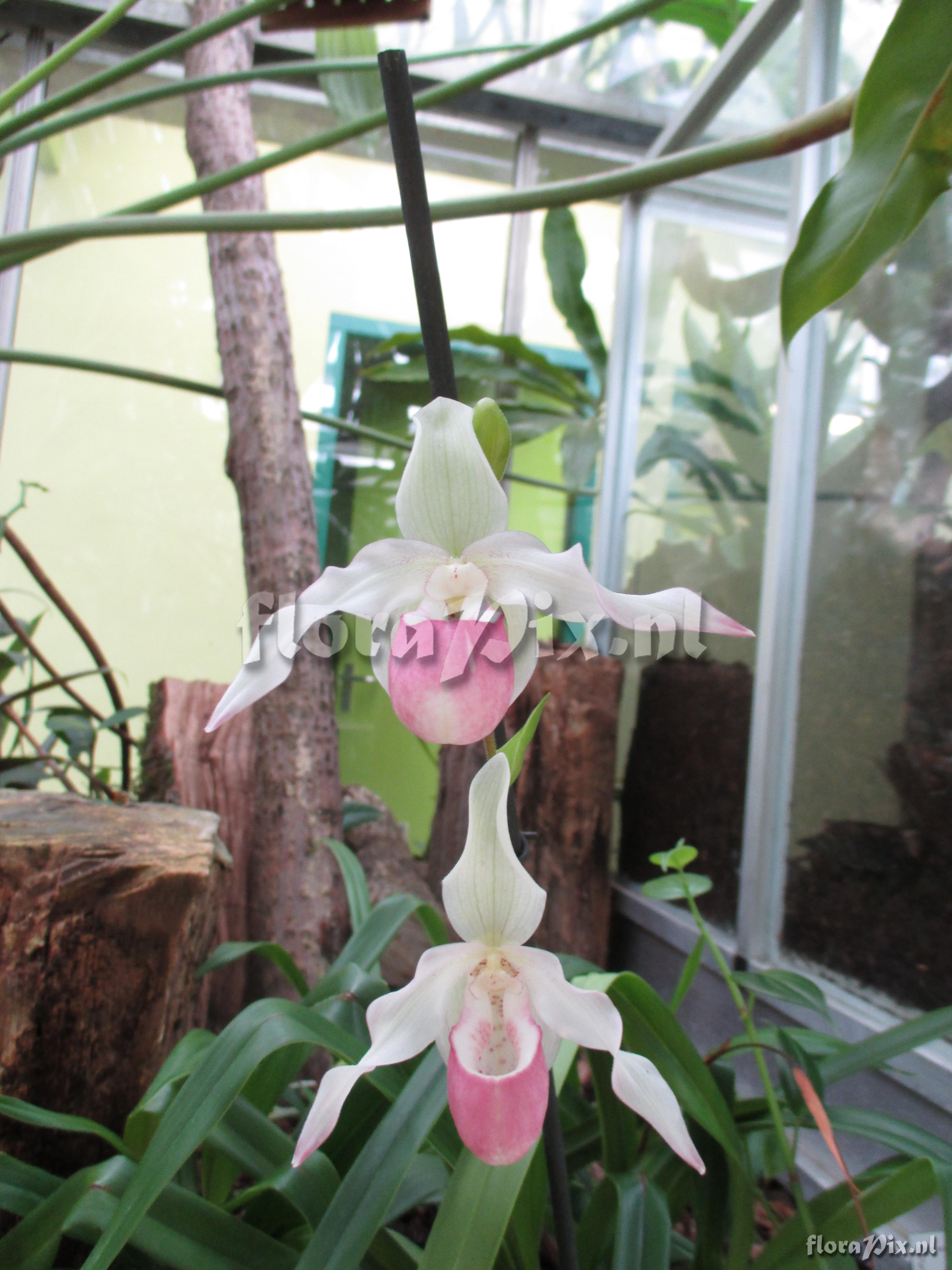 Phragmipedium x sedenii