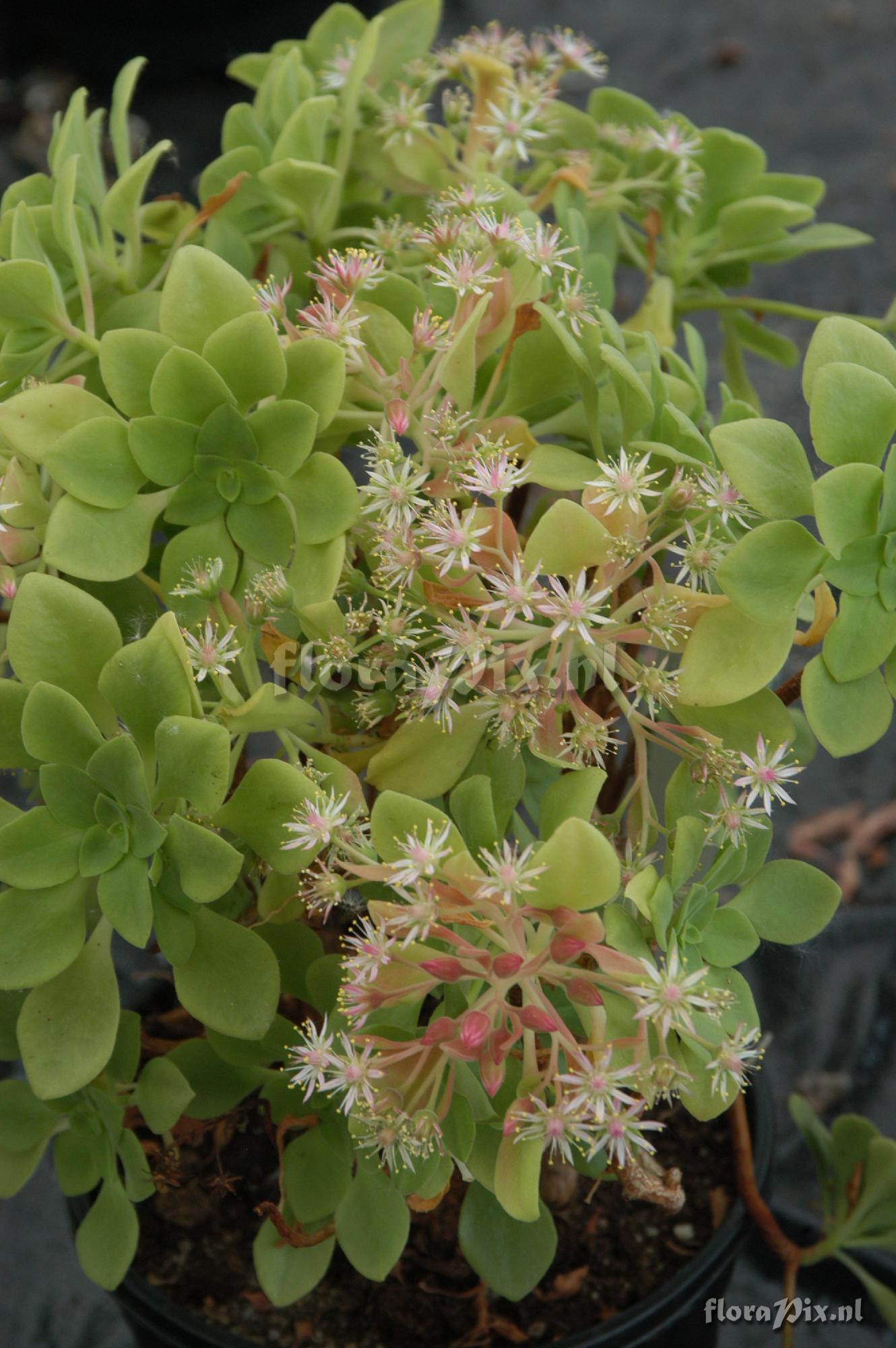 Aeonium goochiae