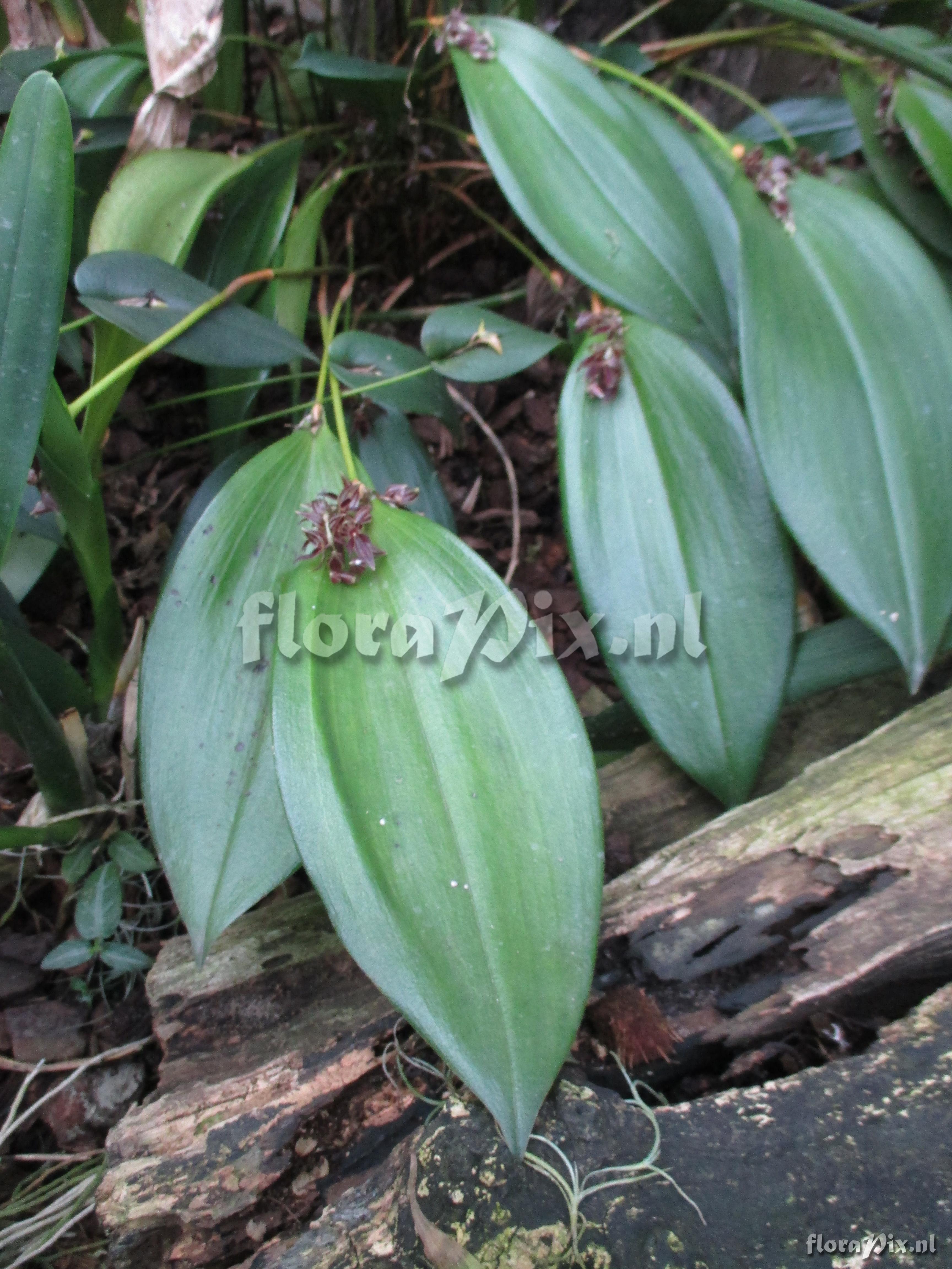 Pleurothallis lindenii