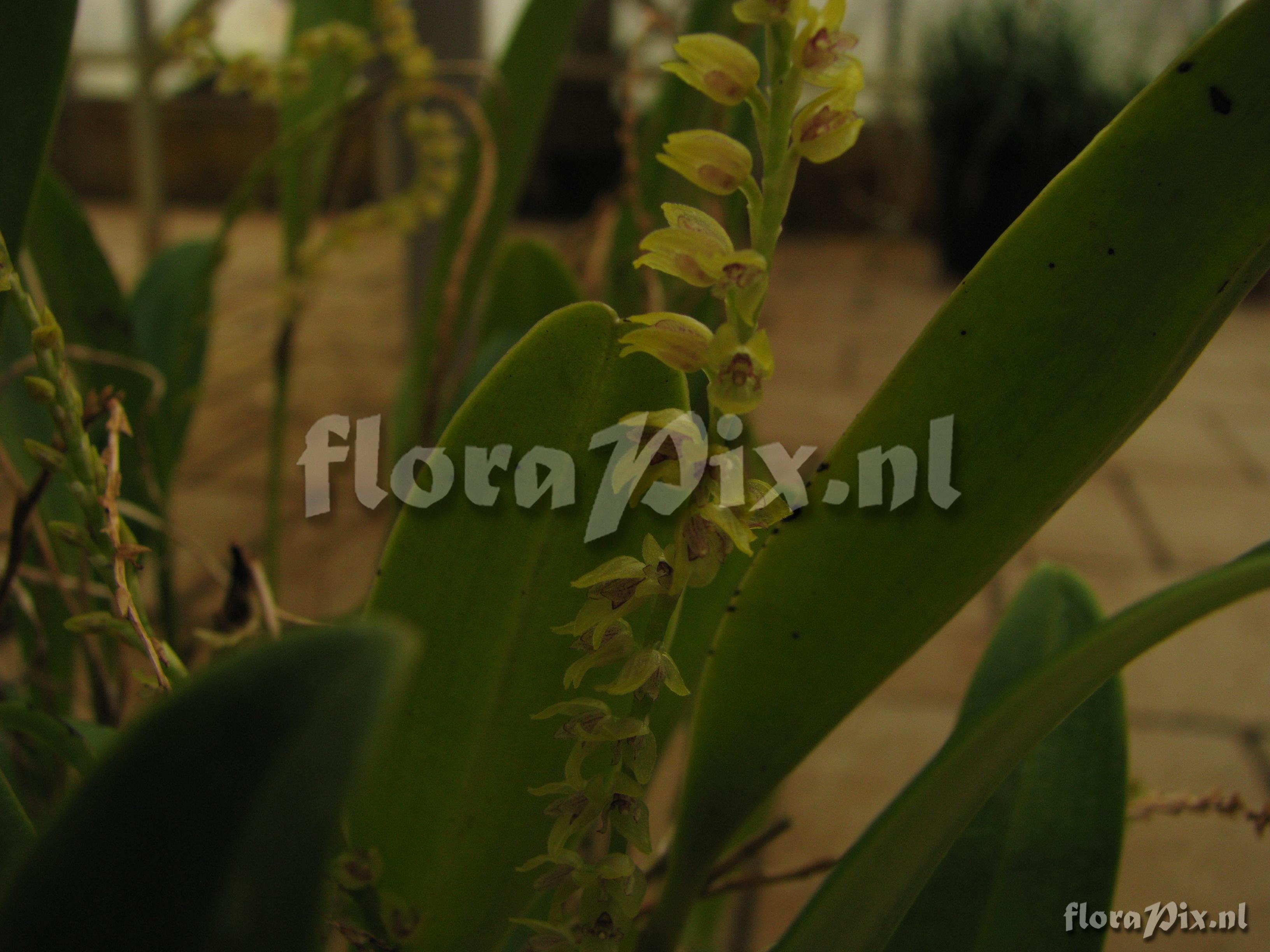 Pleurothallis velaticaulis N