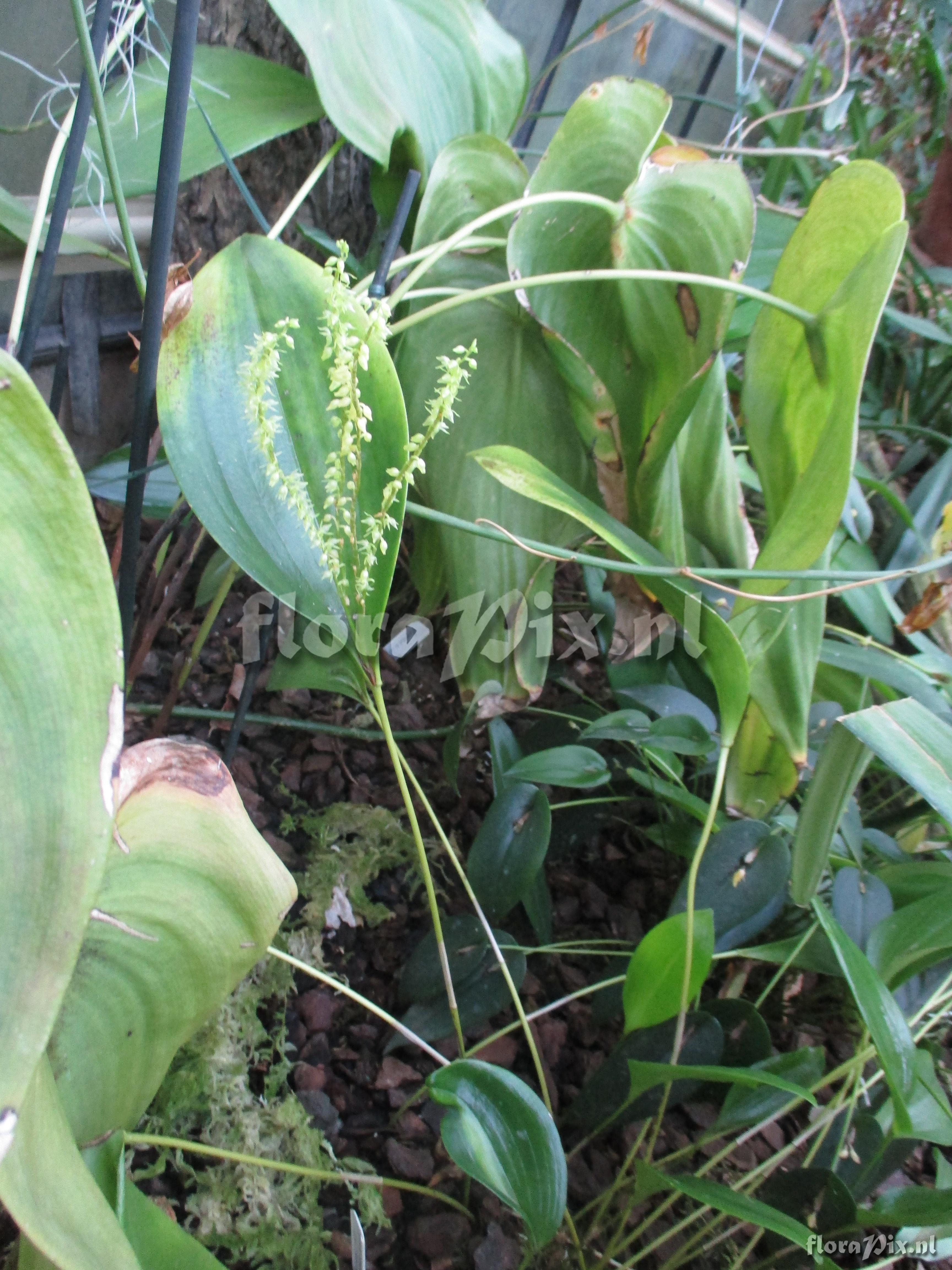 Pleurothallis longiracemosa-xalithocholora