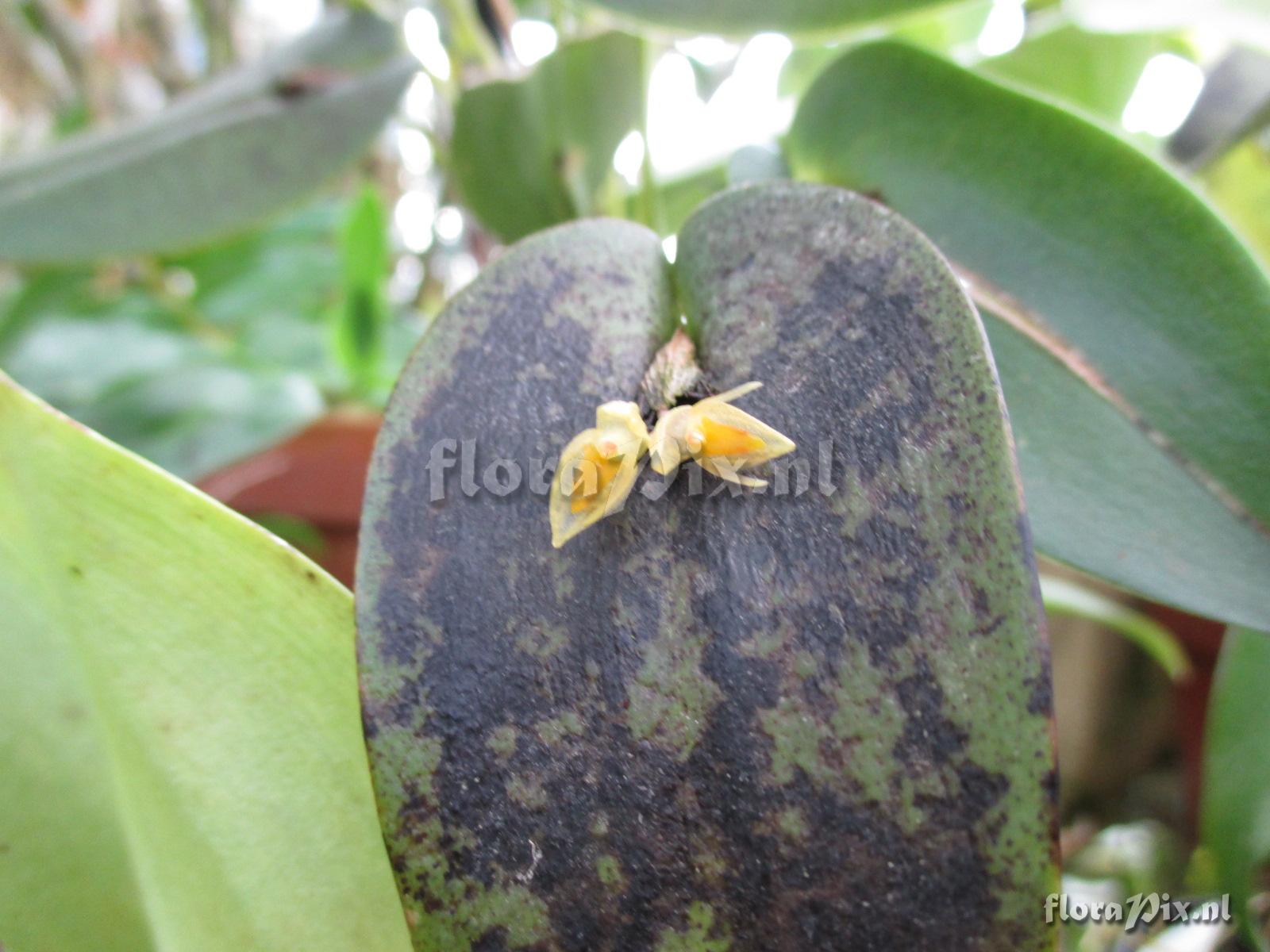 Pleurothallis crocodiliceps