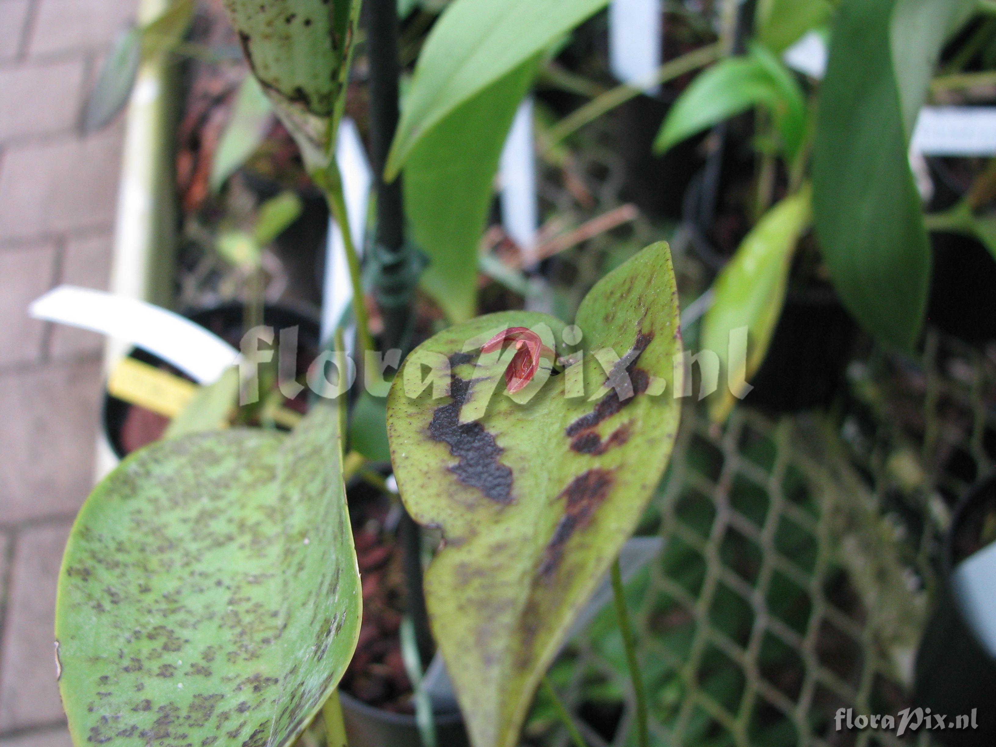 Pleurothallis cordiathalis