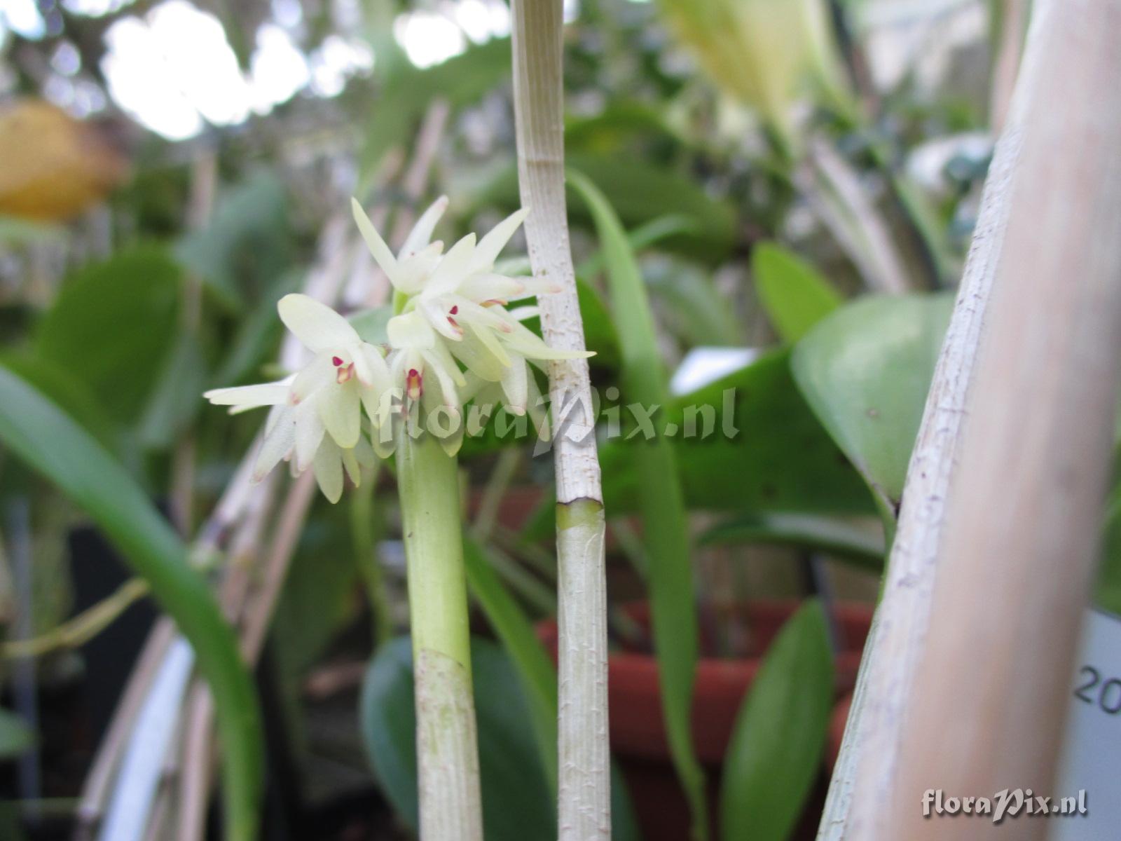 Pleurothallis spec