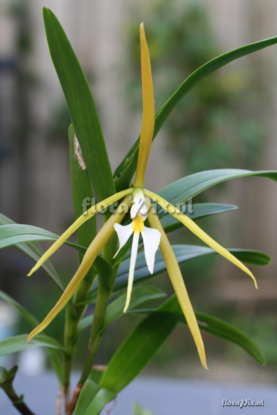 Epidendrum nocturnum