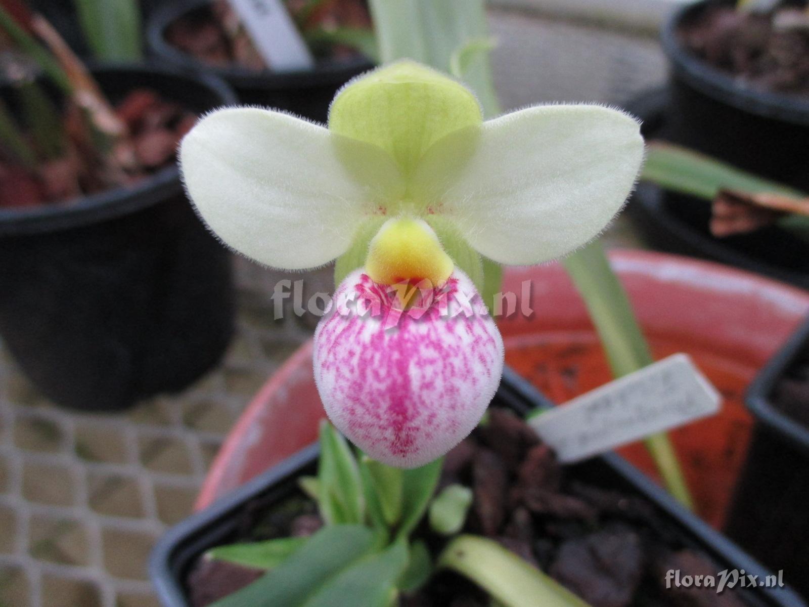 Phragmipedium fischeri