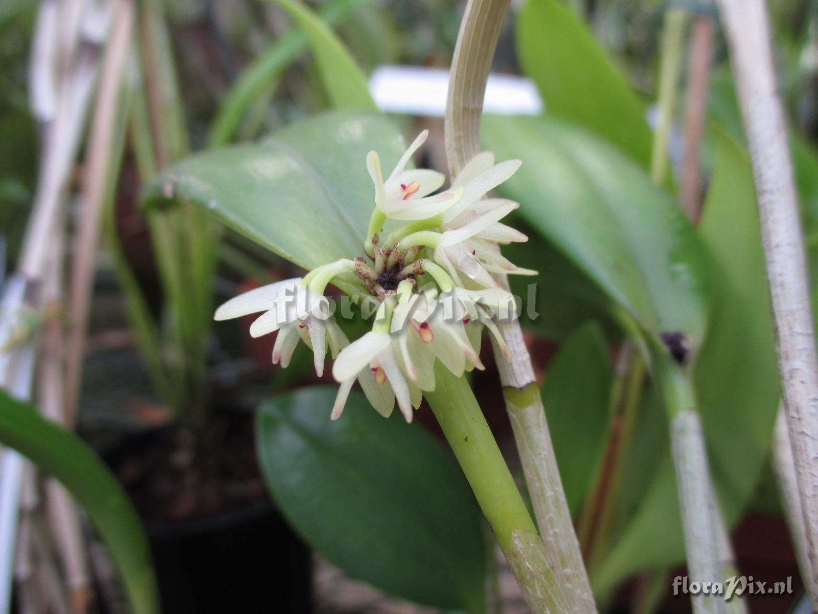 Pleurothallis spec