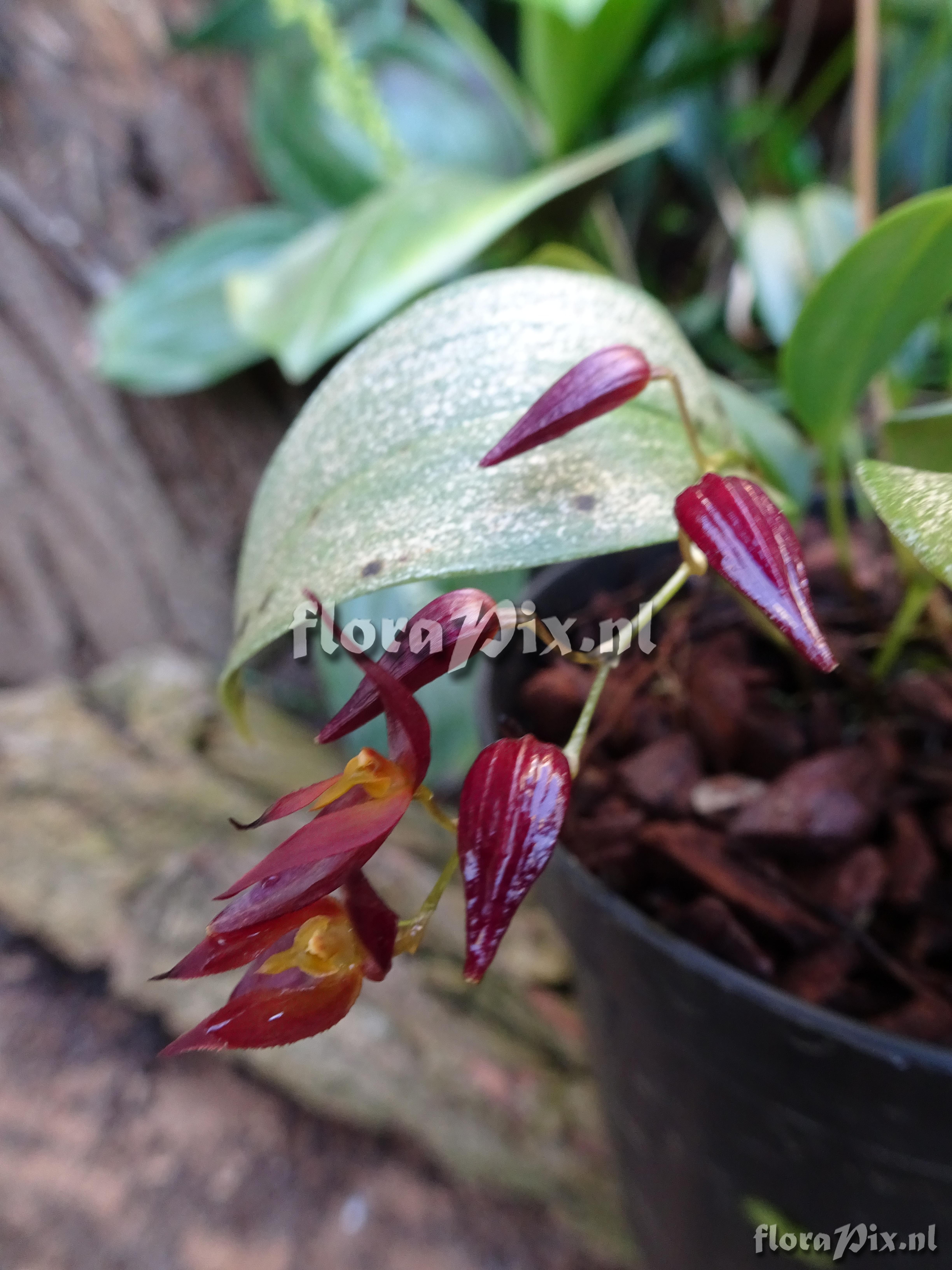 Pleurothallis rowleei