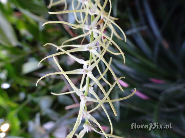 Pleurothallis acuminata ramulosa