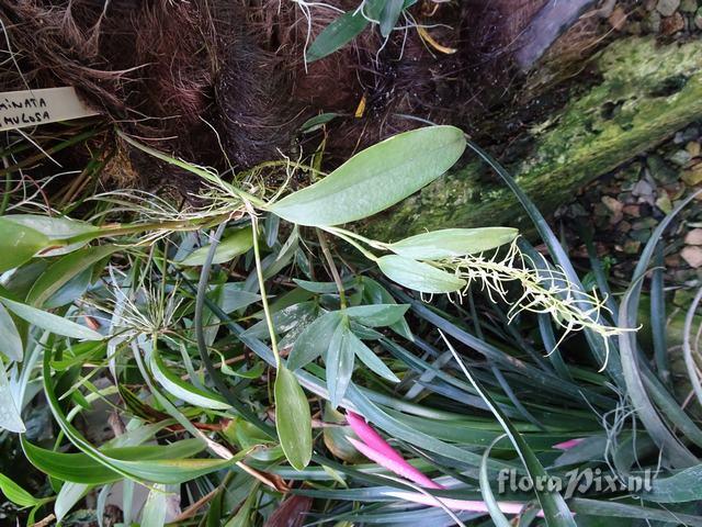 Pleurothallis acuminata ramulosa