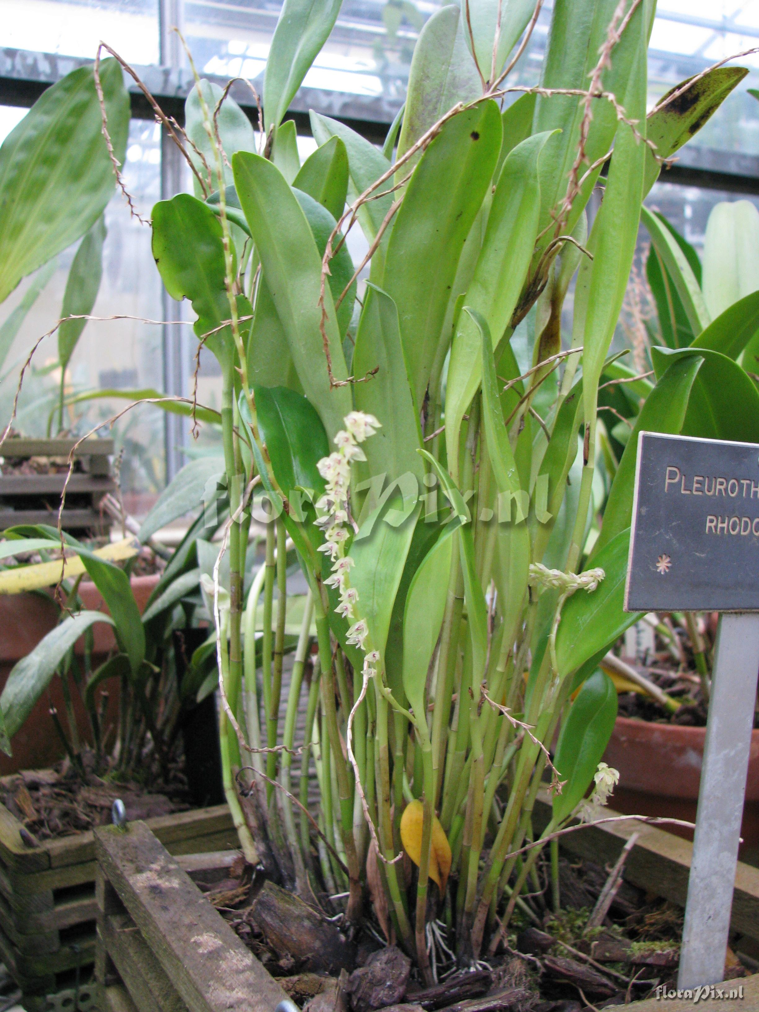 Pleurothallis rhodosticta 11002