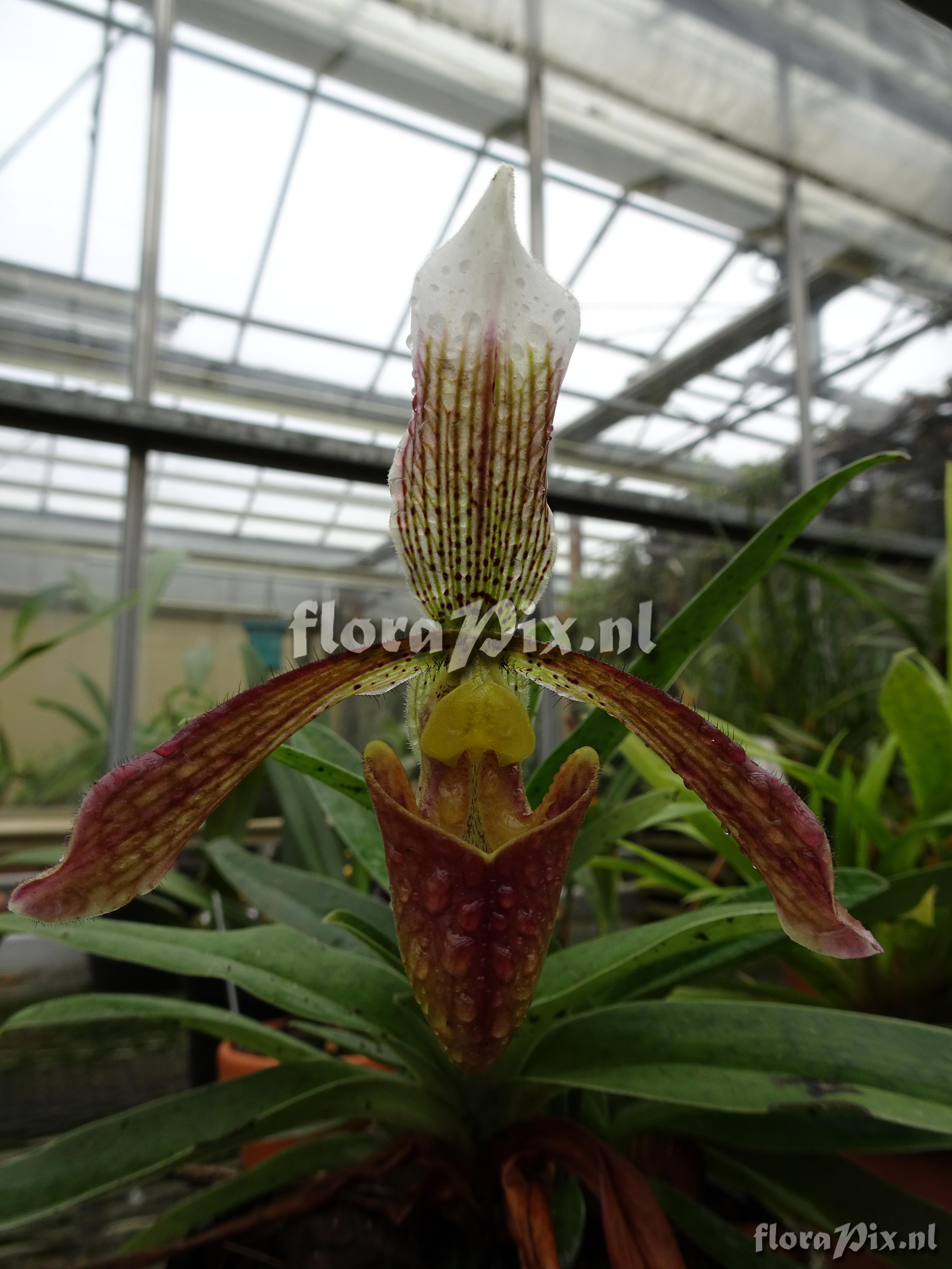 Paphiopedilum 